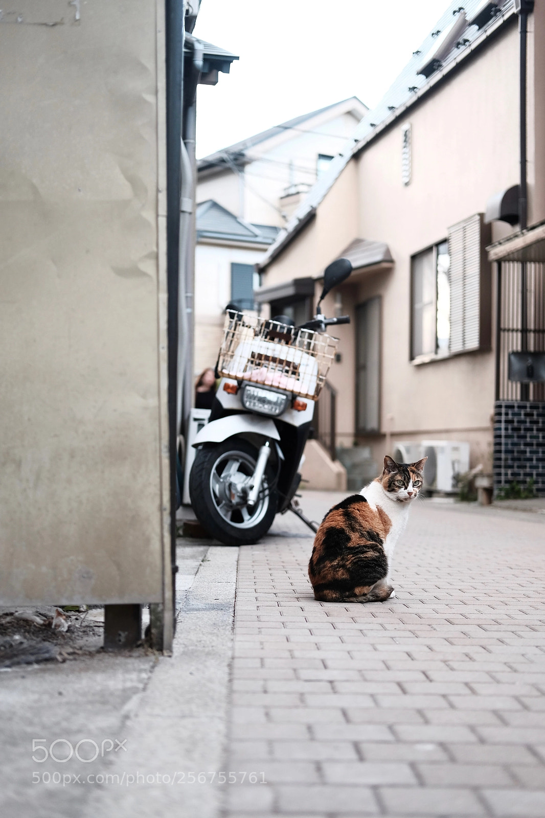 Fujifilm X-Pro2 sample photo. 江ノ島 / enoshima photography