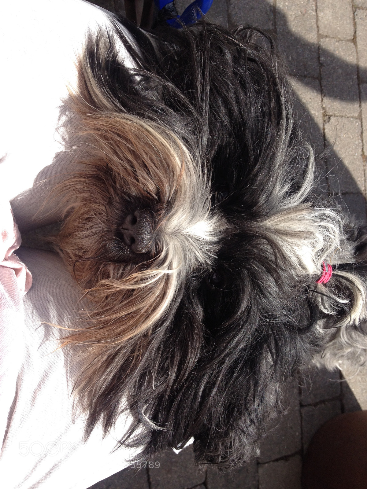 Apple iPhone 4S sample photo. []hairy dog photography