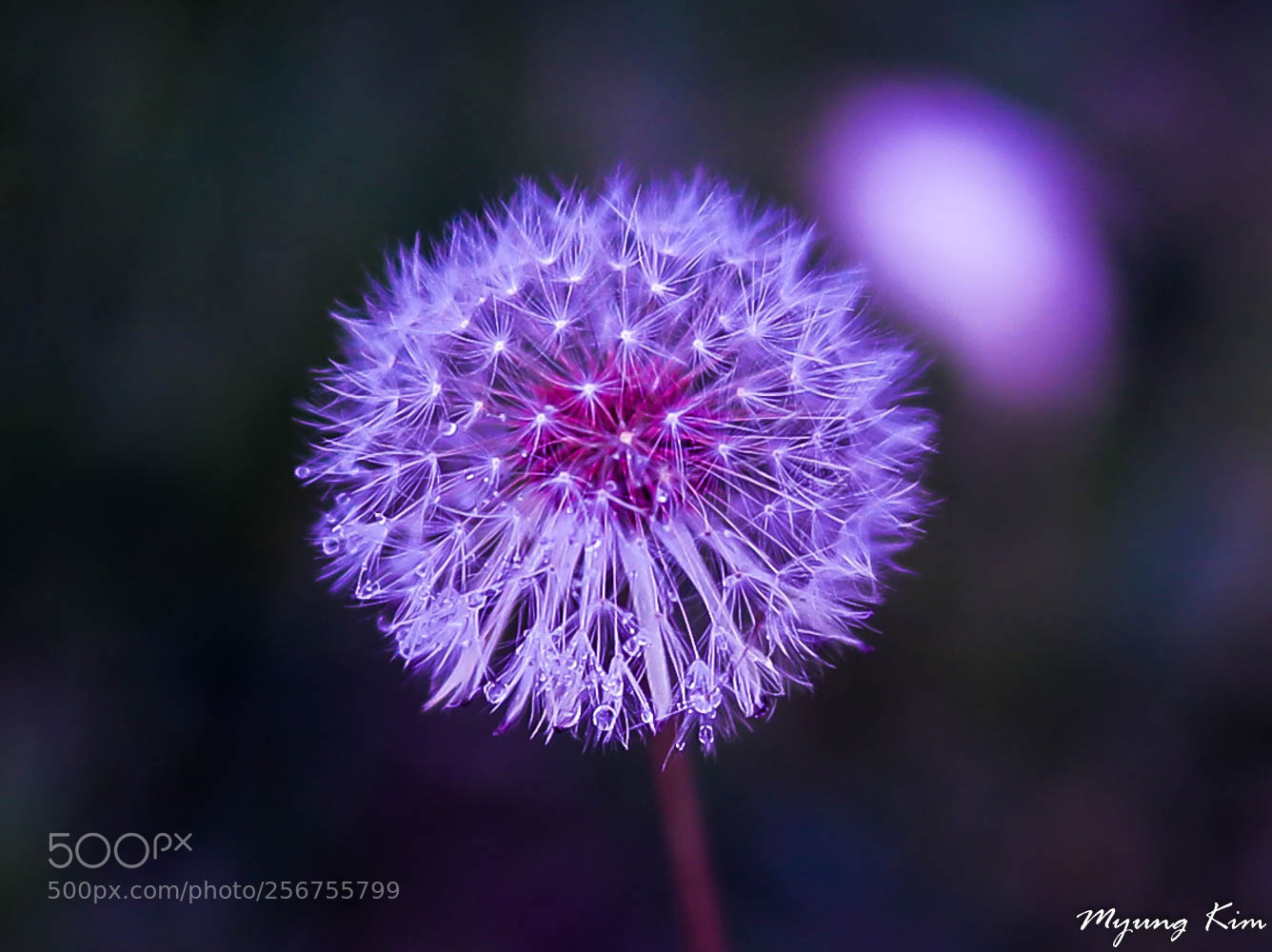 Canon EOS 5D Mark IV sample photo. 3p5a7876-2.jpg photography