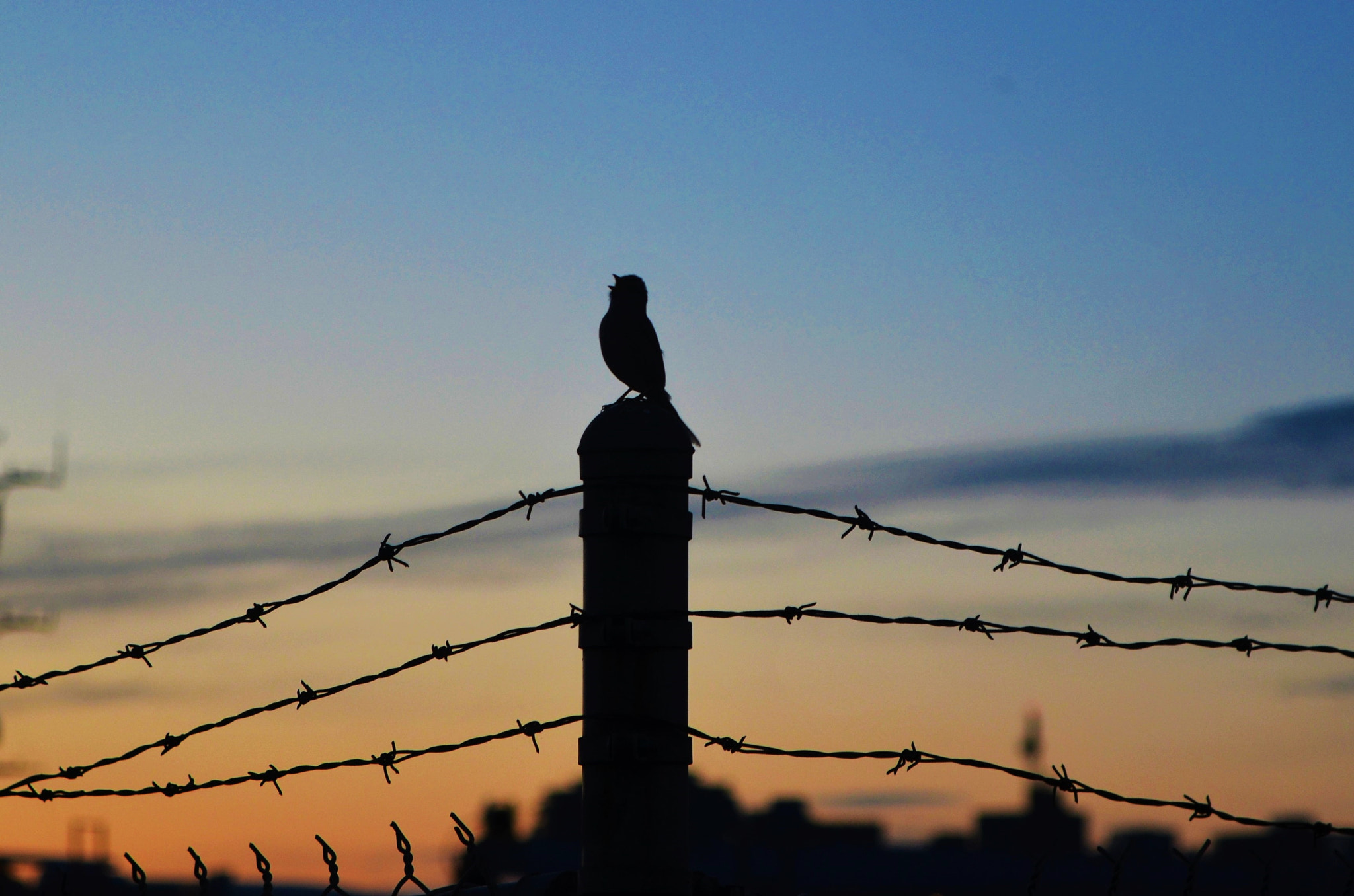 Nikon D7000 + Sigma 17-70mm F2.8-4 DC Macro OS HSM sample photo. Morning song photography