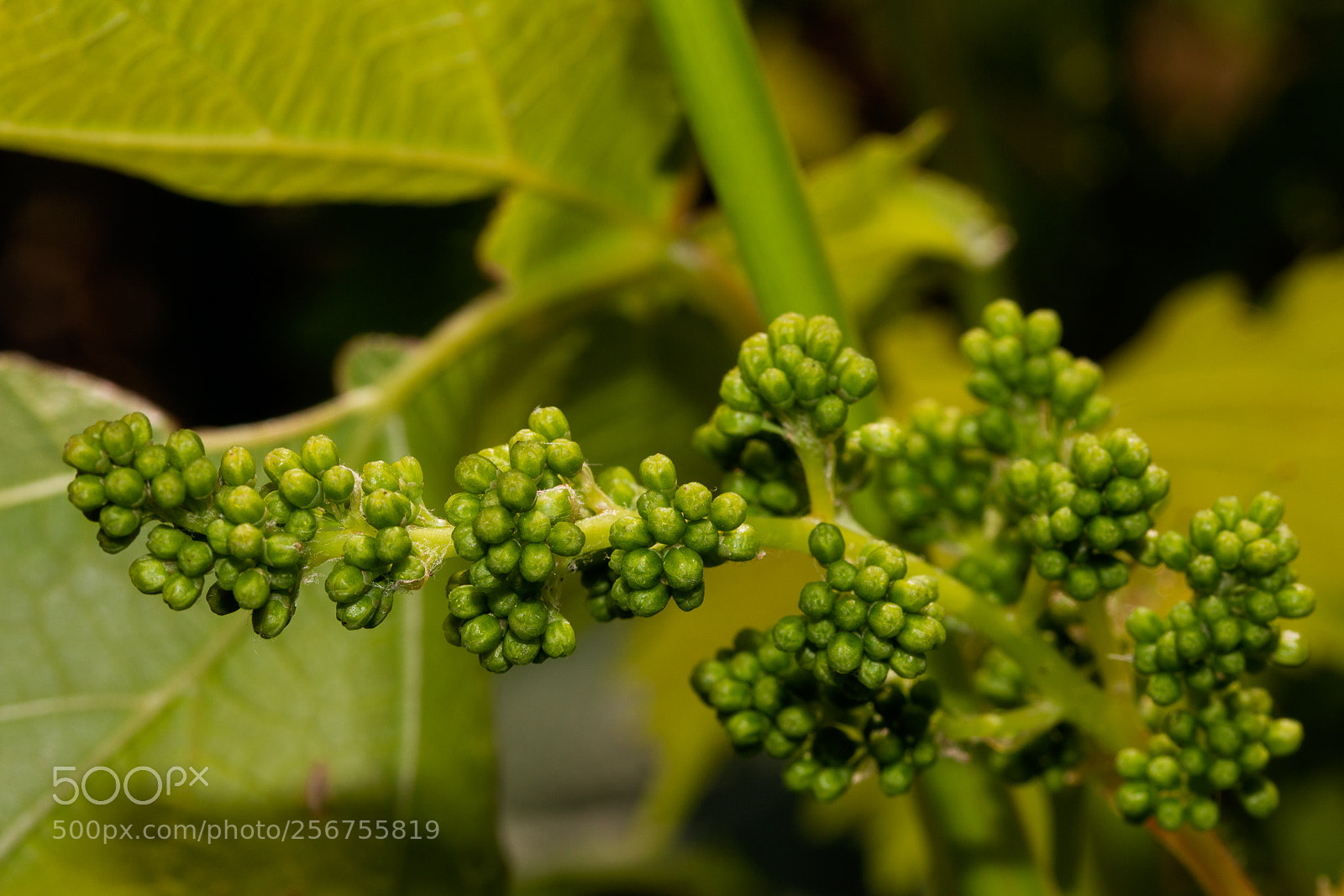 Canon EOS 70D sample photo. Grapes photography