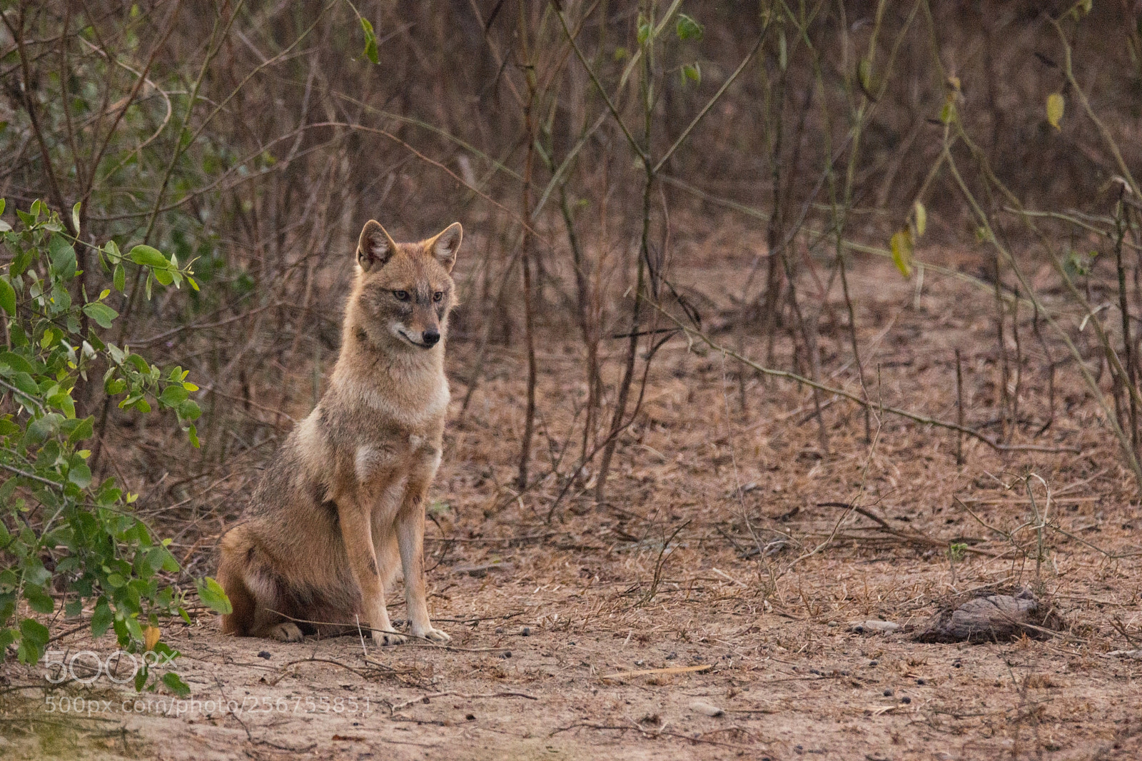 Sony SLT-A65 (SLT-A65V) sample photo. Golden jackal photography