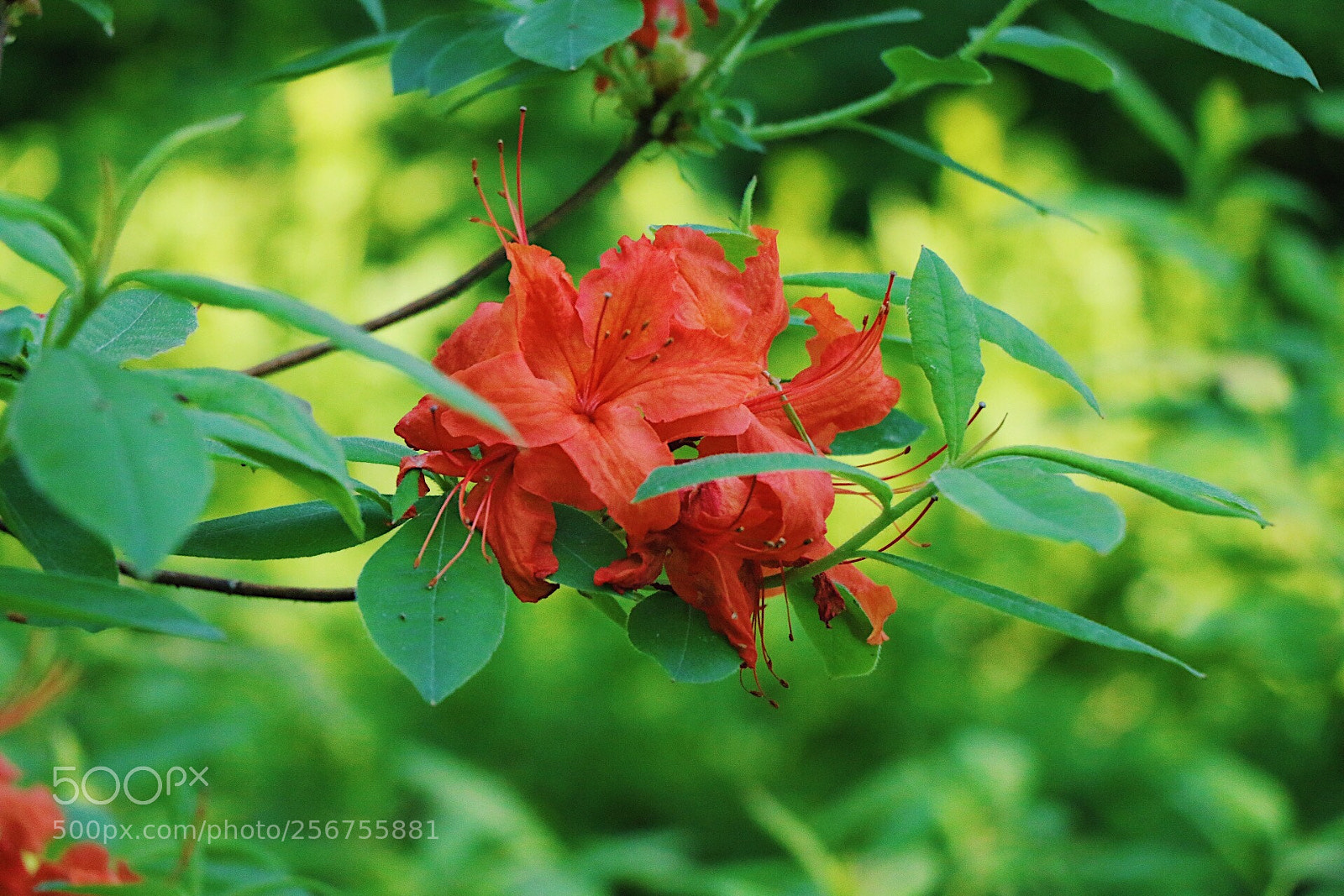 Canon EOS 70D sample photo. Summer bloom photography