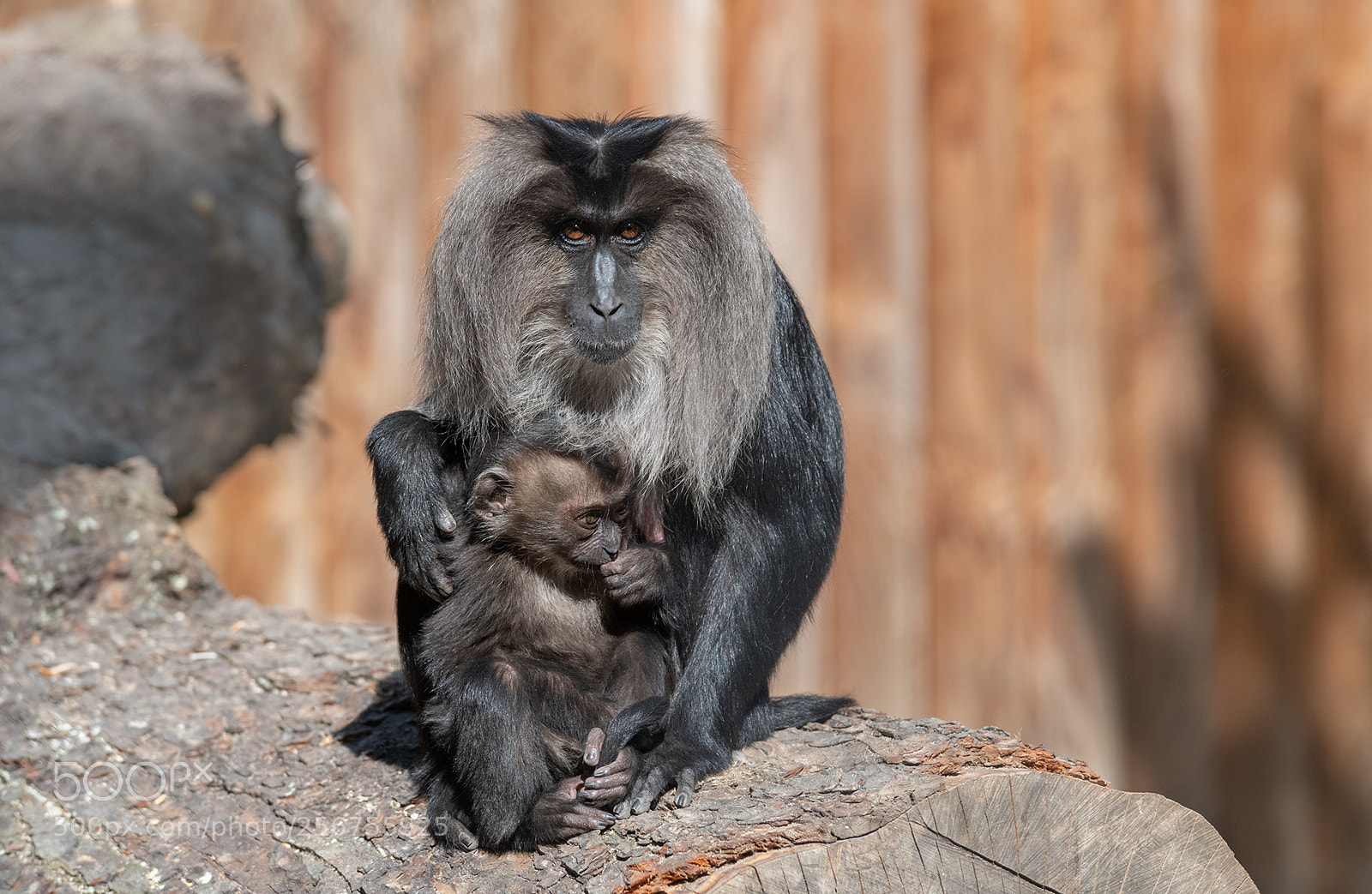 Nikon D850 sample photo. Monkey photography