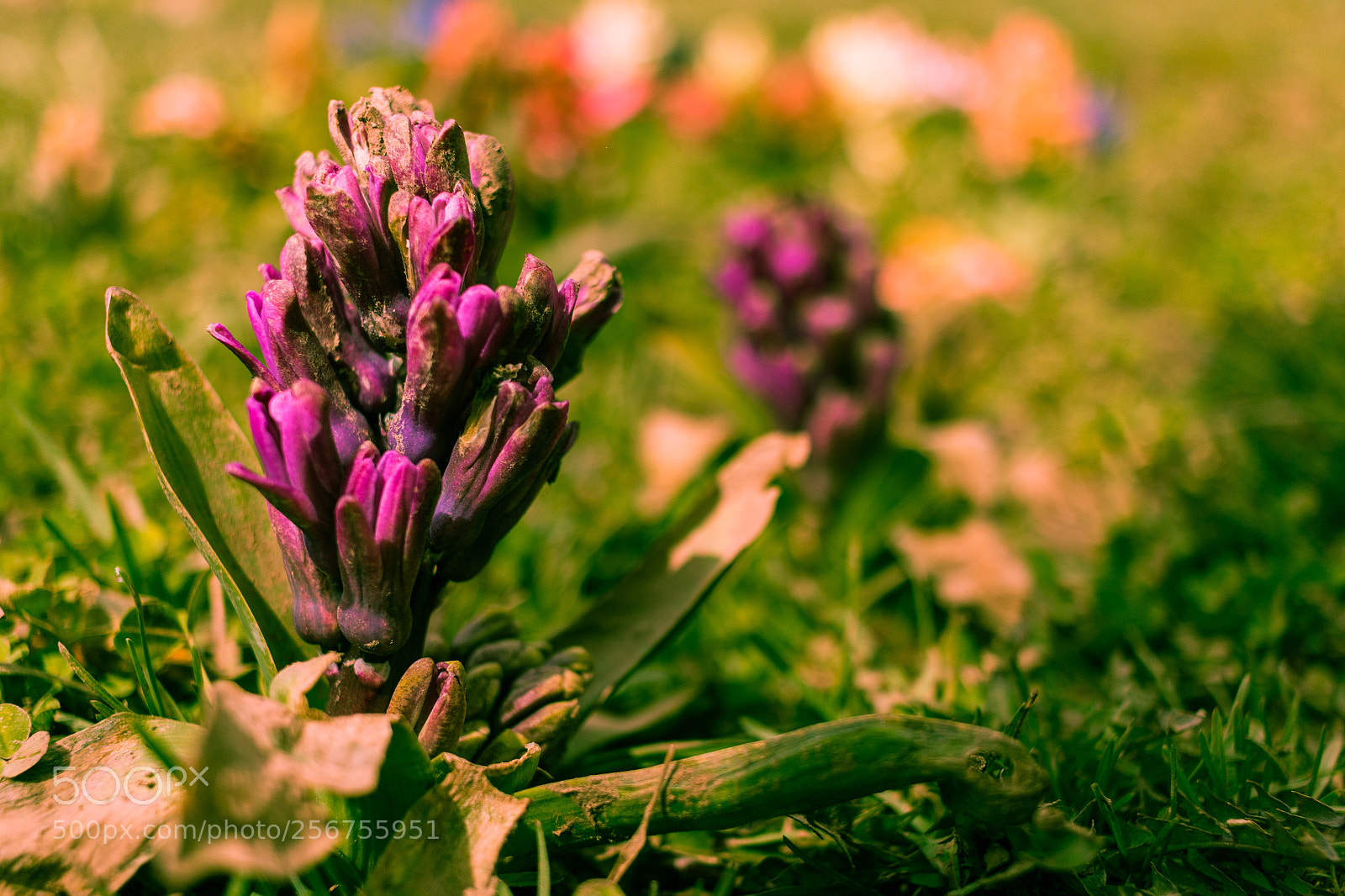Canon EOS 70D sample photo. Flower photography