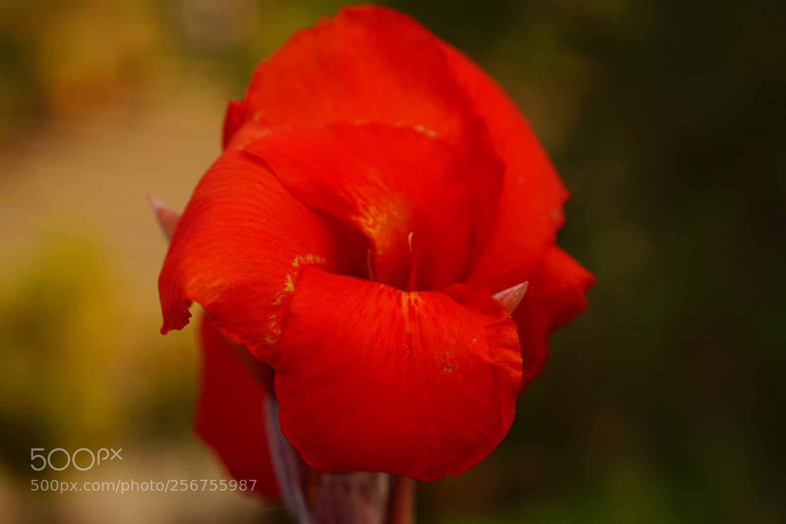 Sony a6000 sample photo. Dsc photography