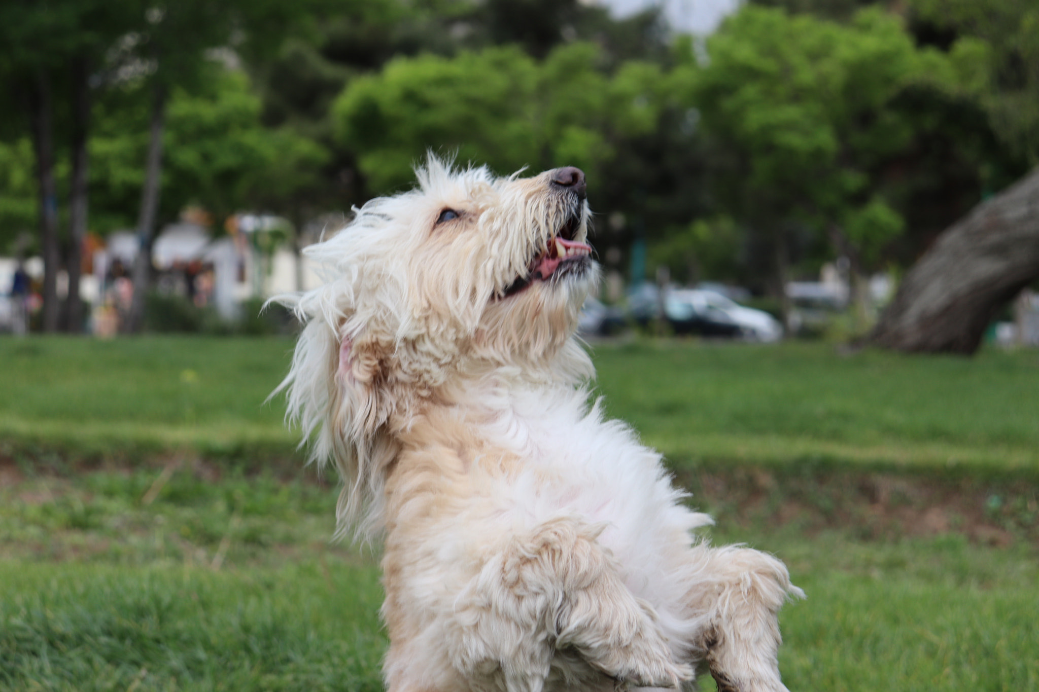 Canon EOS 77D (EOS 9000D / EOS 770D) sample photo. Img photography