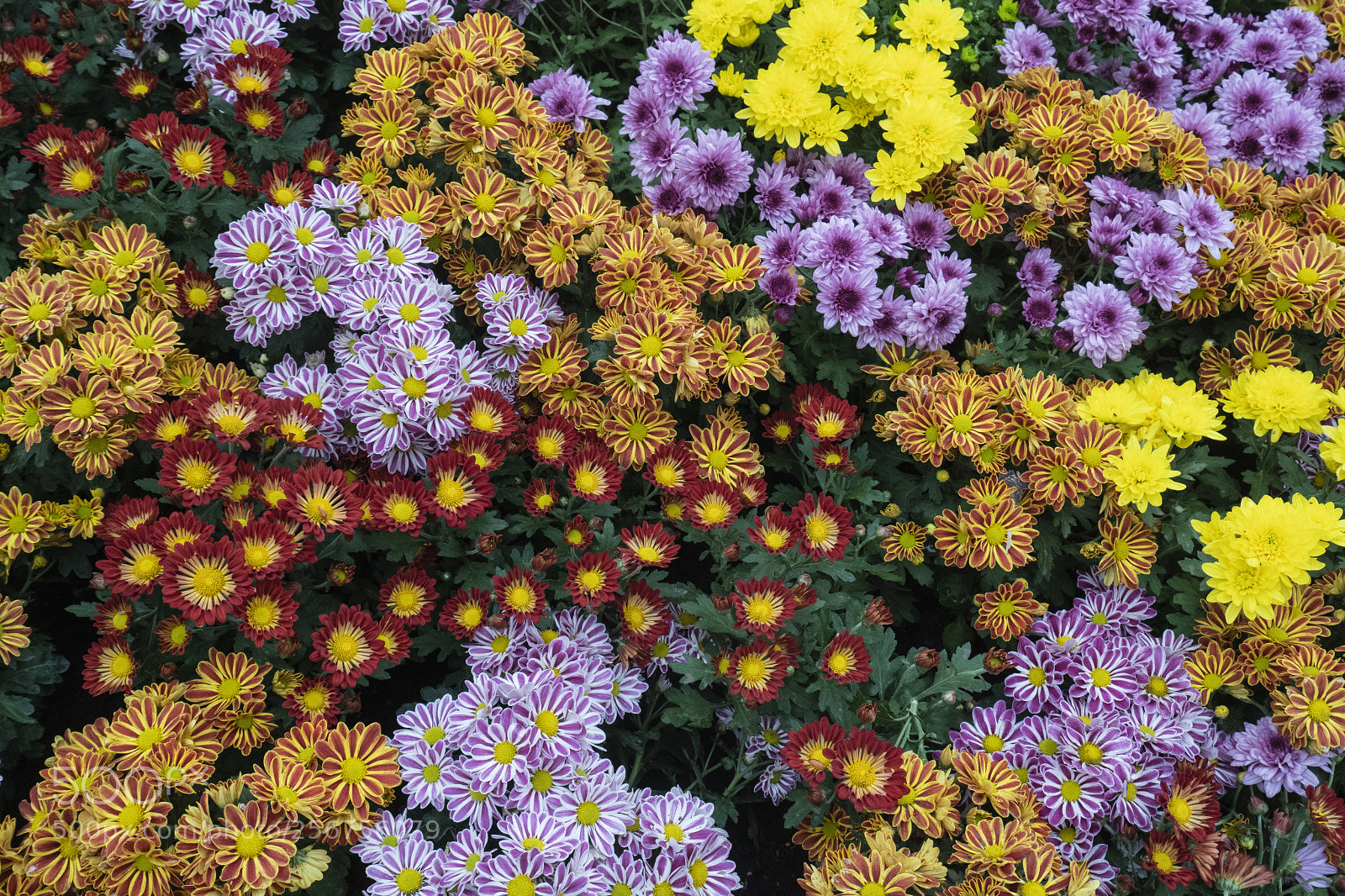 Sony a7 III sample photo. Flower photography