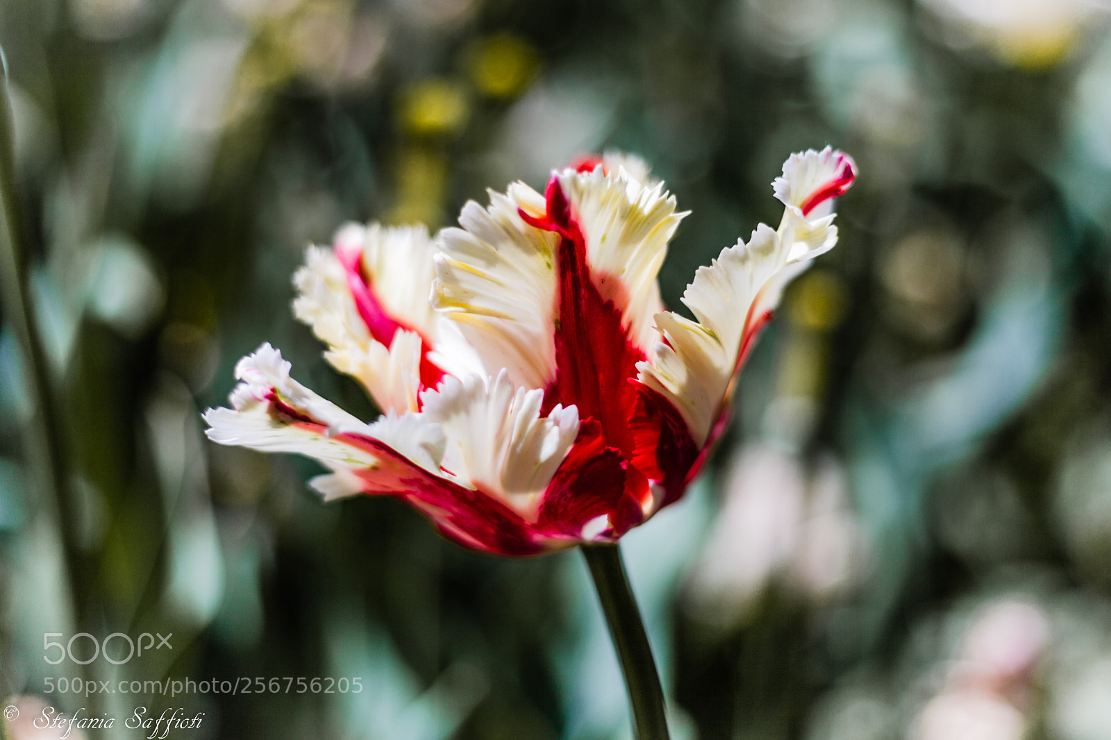 Canon EOS 5D Mark II sample photo. Tulipano photography