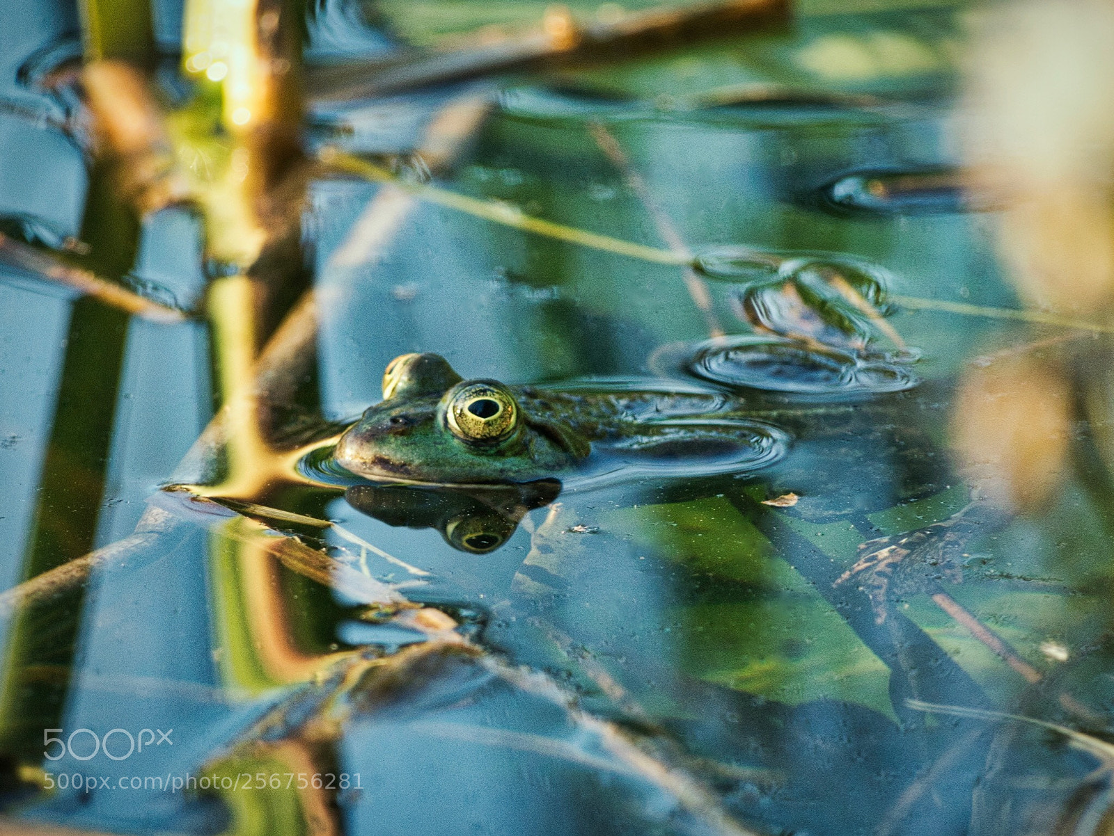 Panasonic DMC-G70 sample photo. Froggy  photography