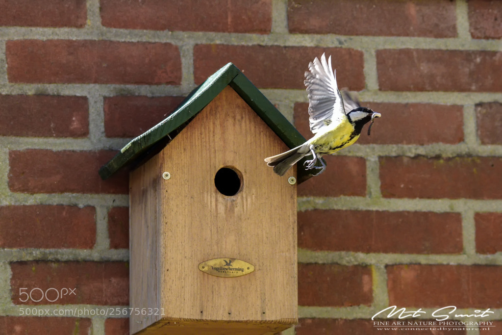 Canon EOS 80D sample photo. Flying great tit from photography