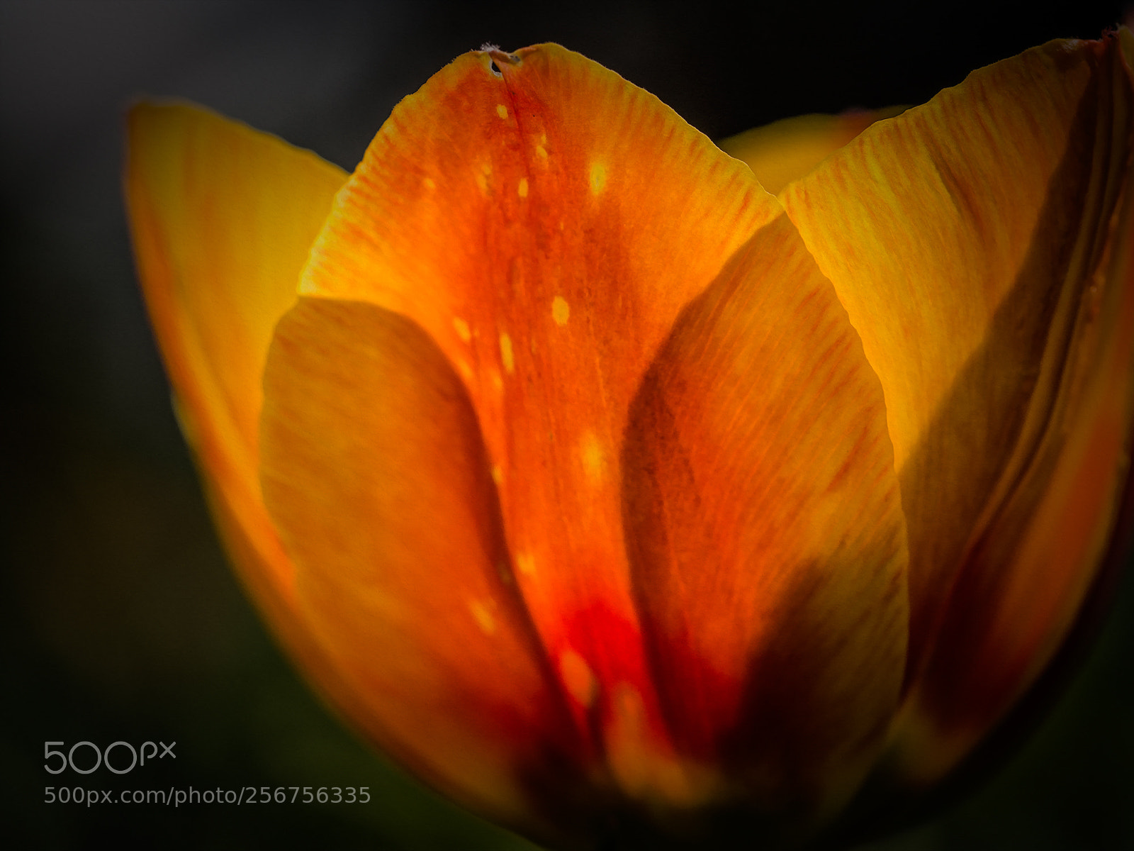 Olympus OM-D E-M10 II sample photo. Tulip orange photography