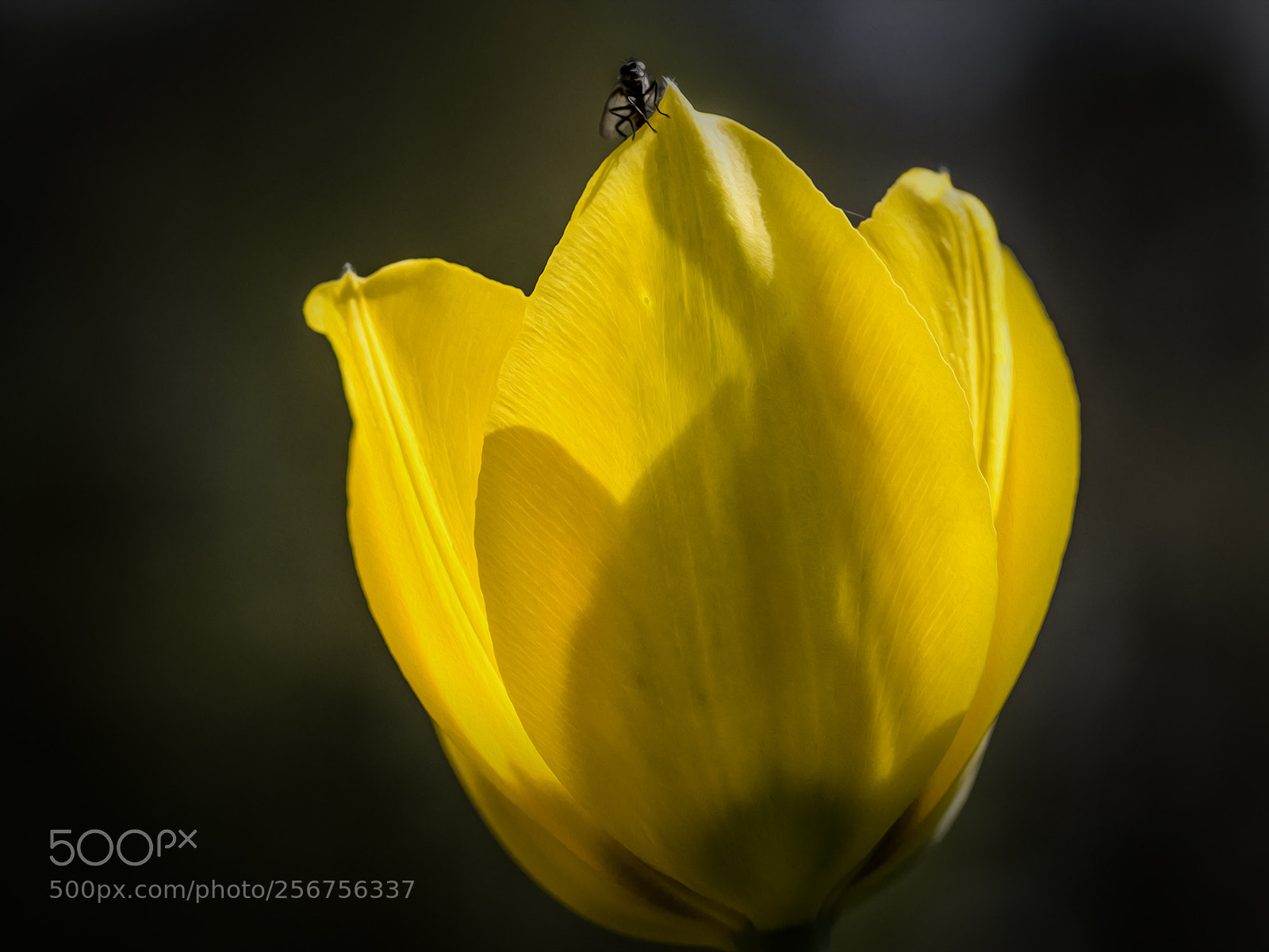 Olympus OM-D E-M10 II sample photo. Tulip yellow photography