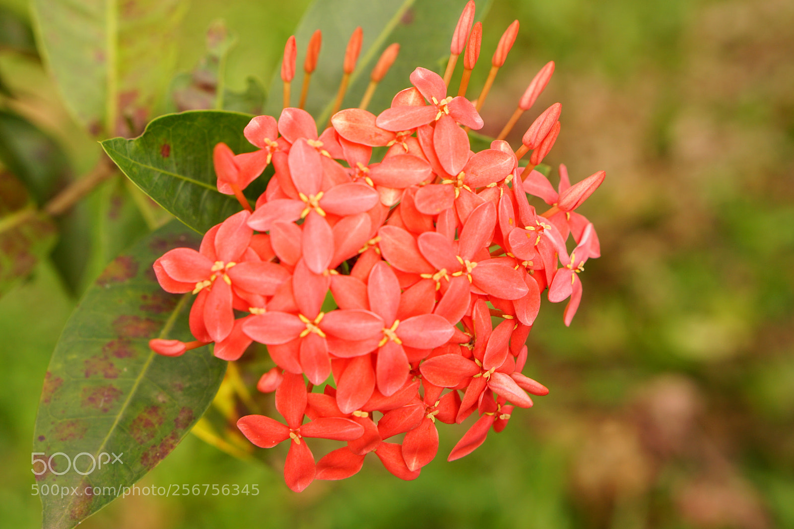 Sony a6000 sample photo. Ixora photography
