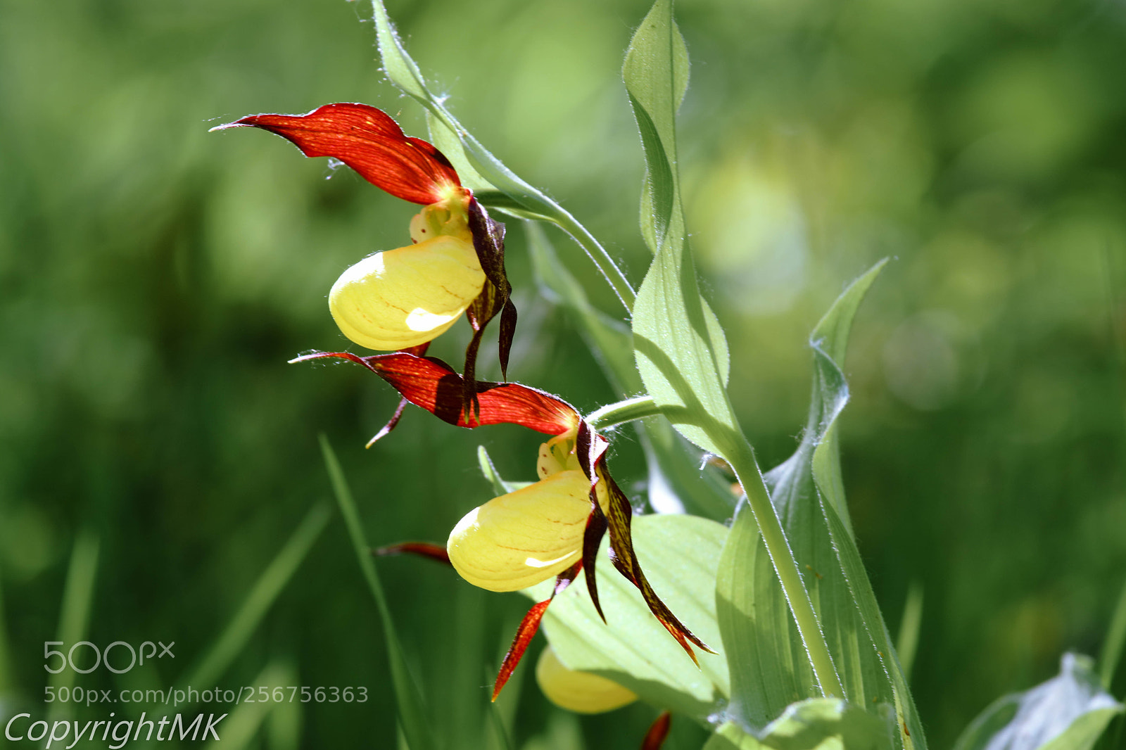 Canon EOS M3 sample photo. Frauenschuh photography