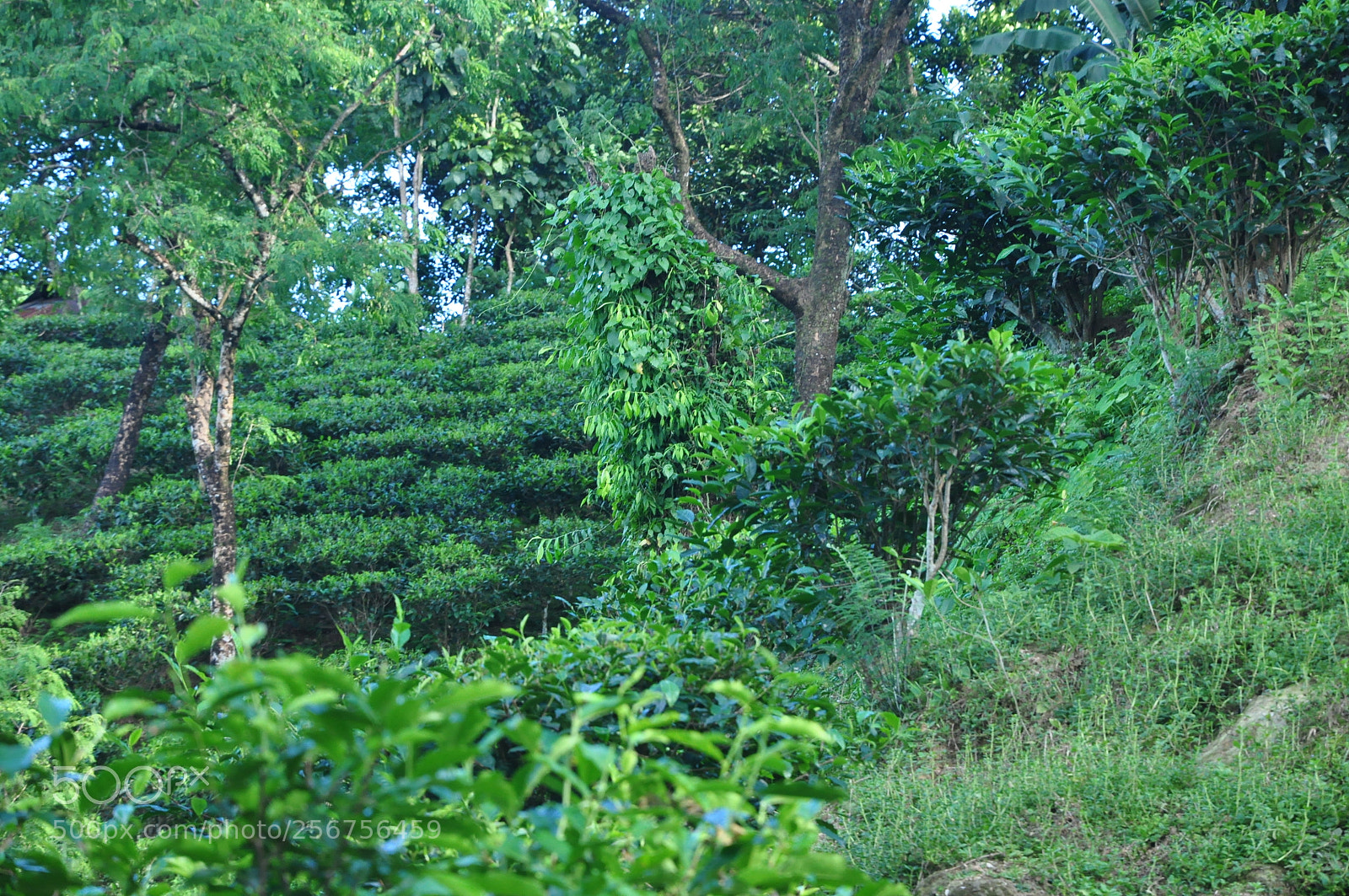 Nikon D90 sample photo. Nature photography