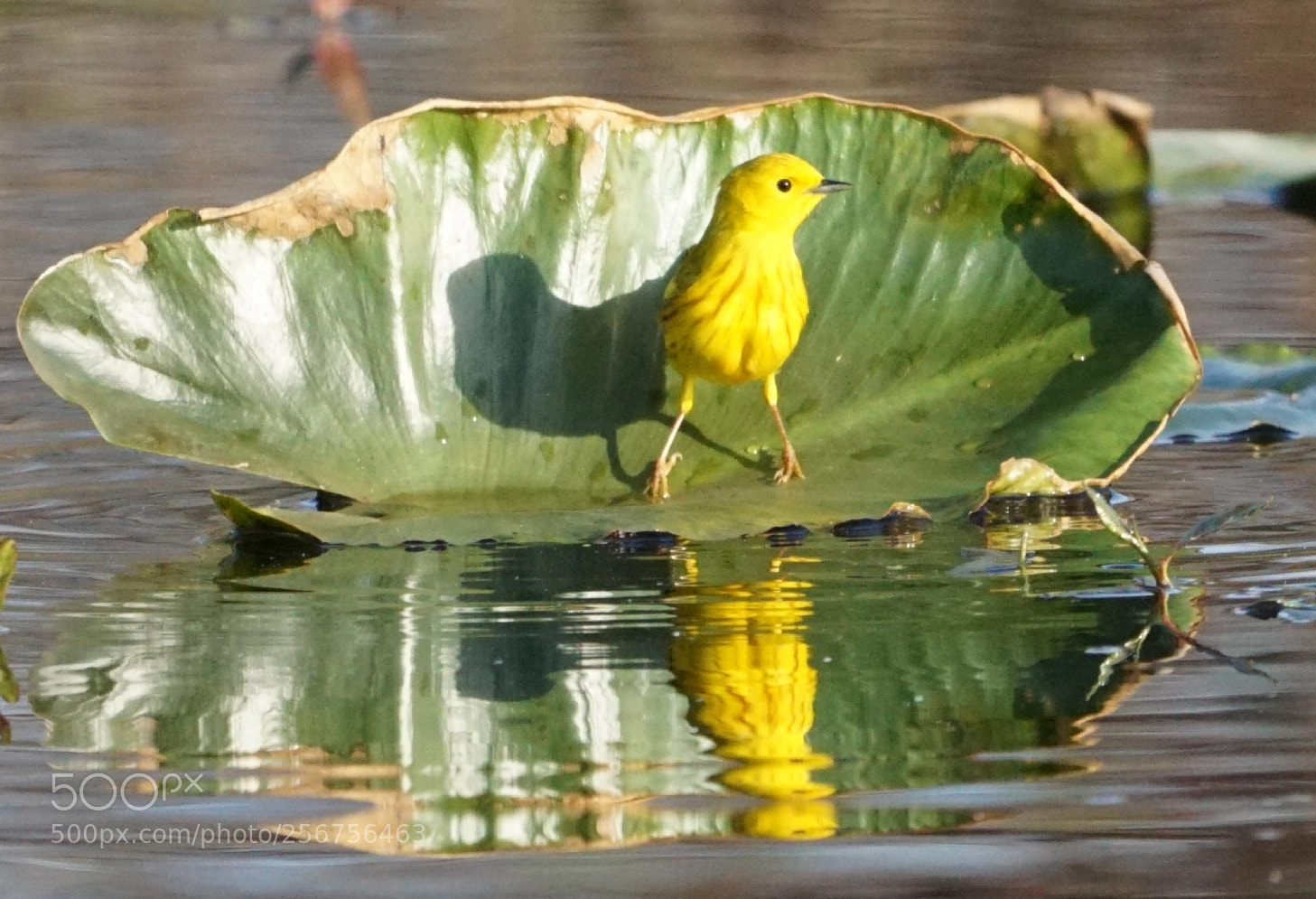 Sony a6000 sample photo. Yellow warbler photography