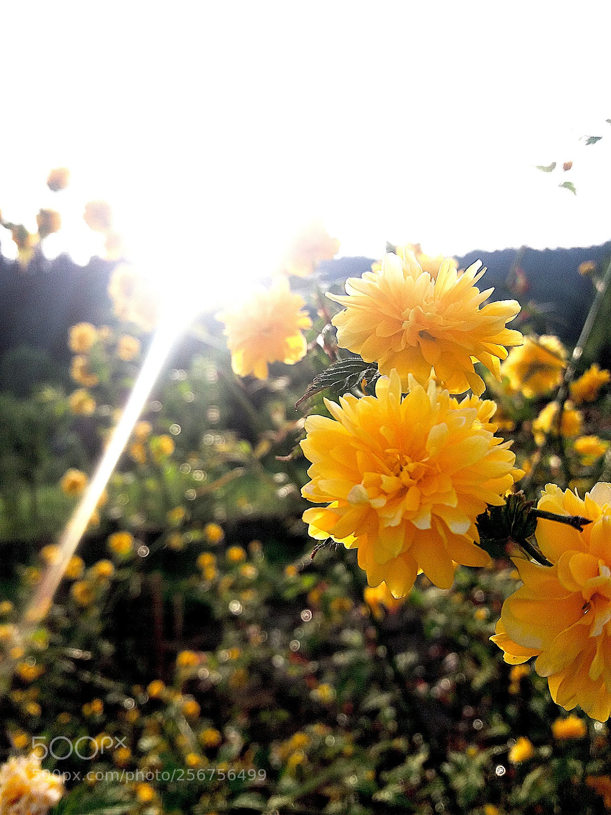 Samsung Galaxy J5(2016) sample photo. Yellow dream! photography