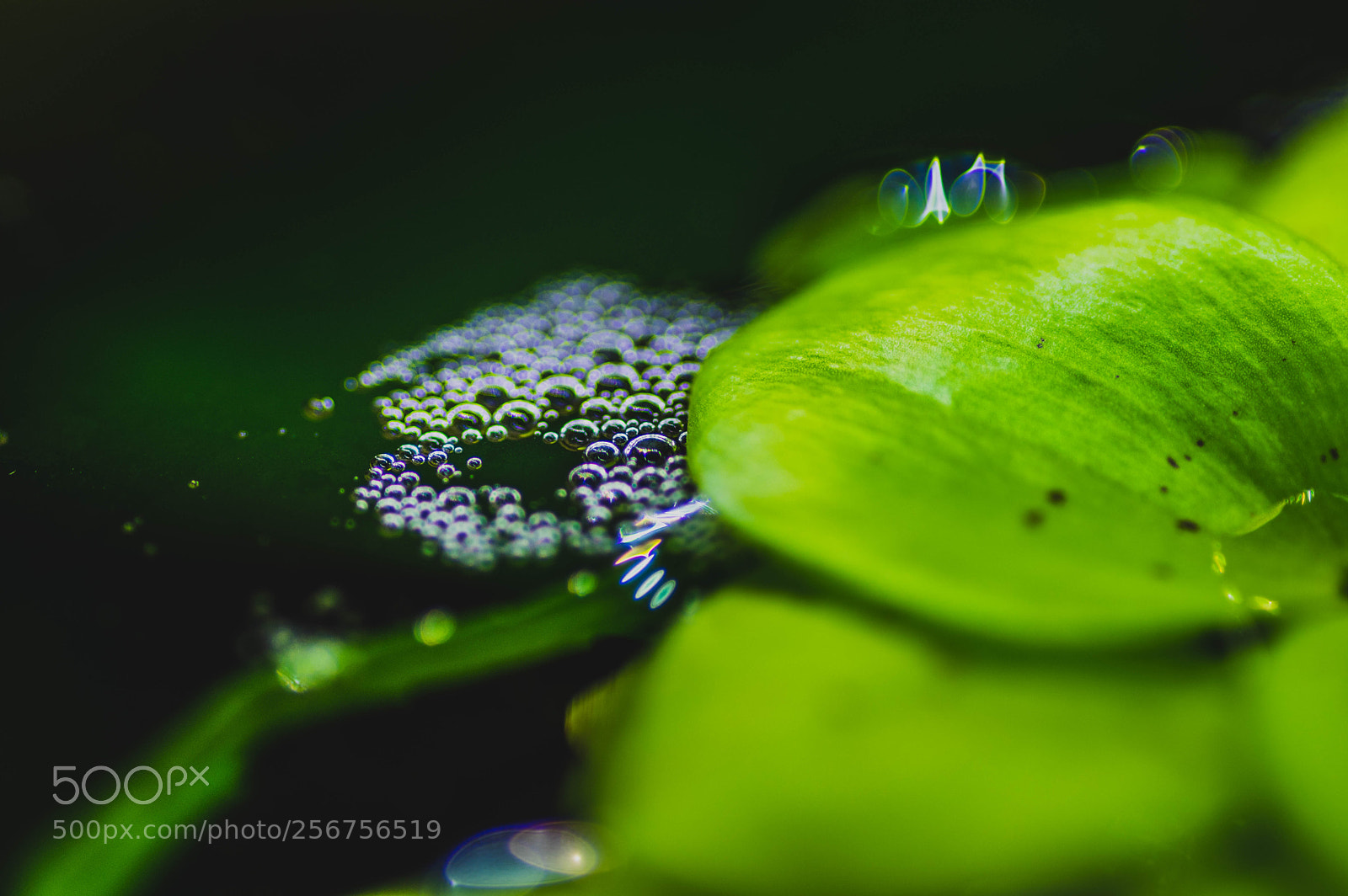 Pentax K-3 sample photo. Macrography test - bubbles photography