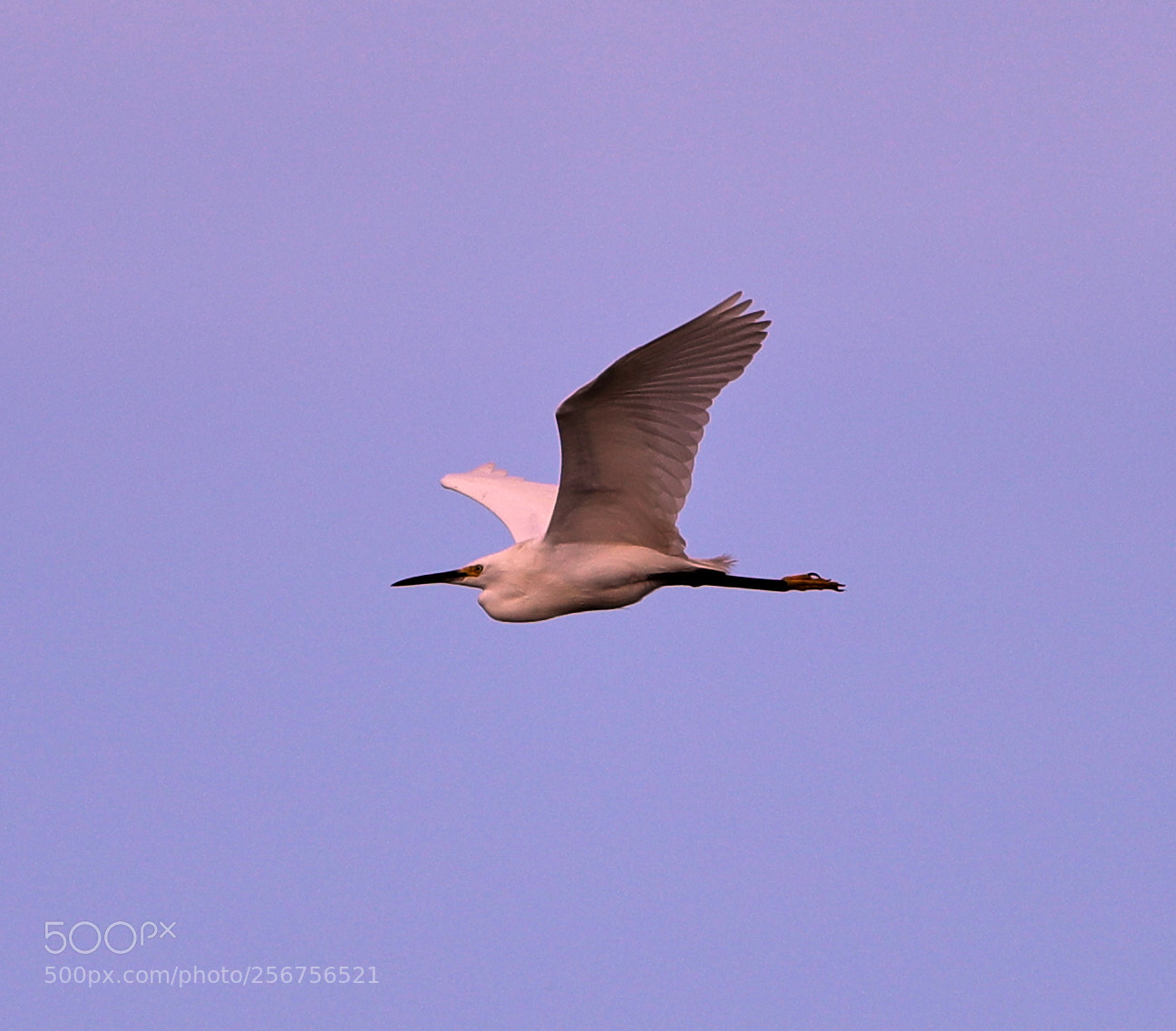 Canon EOS-1D X Mark II sample photo. 05-06-18-0016344.jpg photography