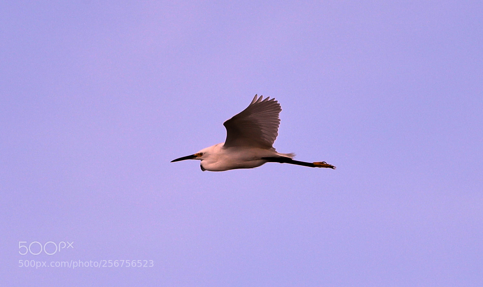 Canon EOS-1D X Mark II sample photo. 05-06-18-0016343.jpg photography