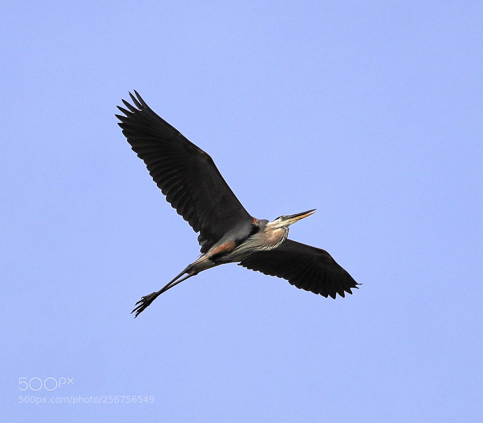 Canon EOS-1D X Mark II sample photo. 05-06-18-0016340.jpg photography