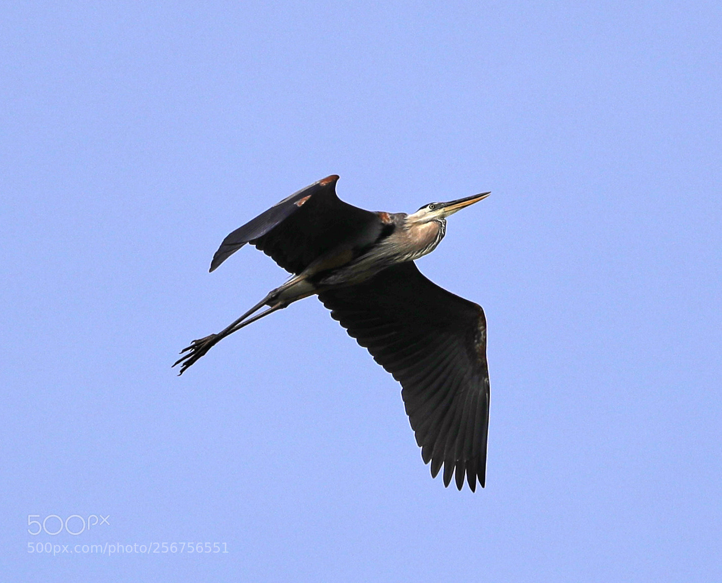 Canon EOS-1D X Mark II sample photo. 05-06-18-0016339.jpg photography
