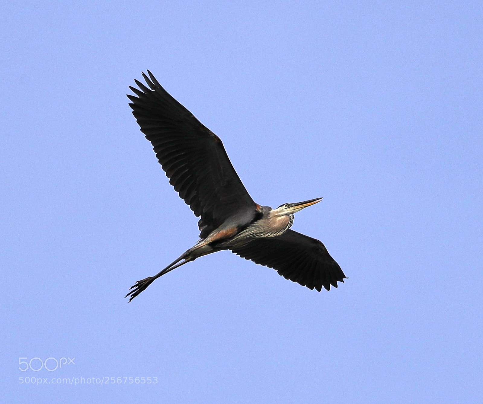 Canon EOS-1D X Mark II sample photo. 05-06-18-0016338.jpg photography