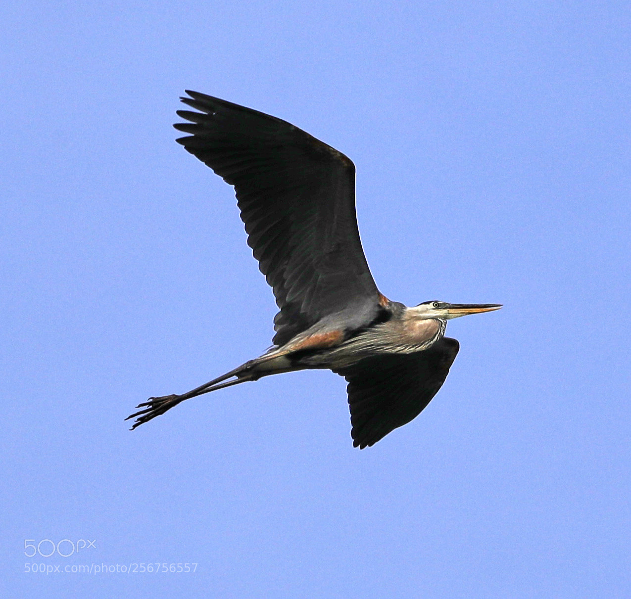 Canon EOS-1D X Mark II sample photo. 05-06-18-0016337.jpg photography