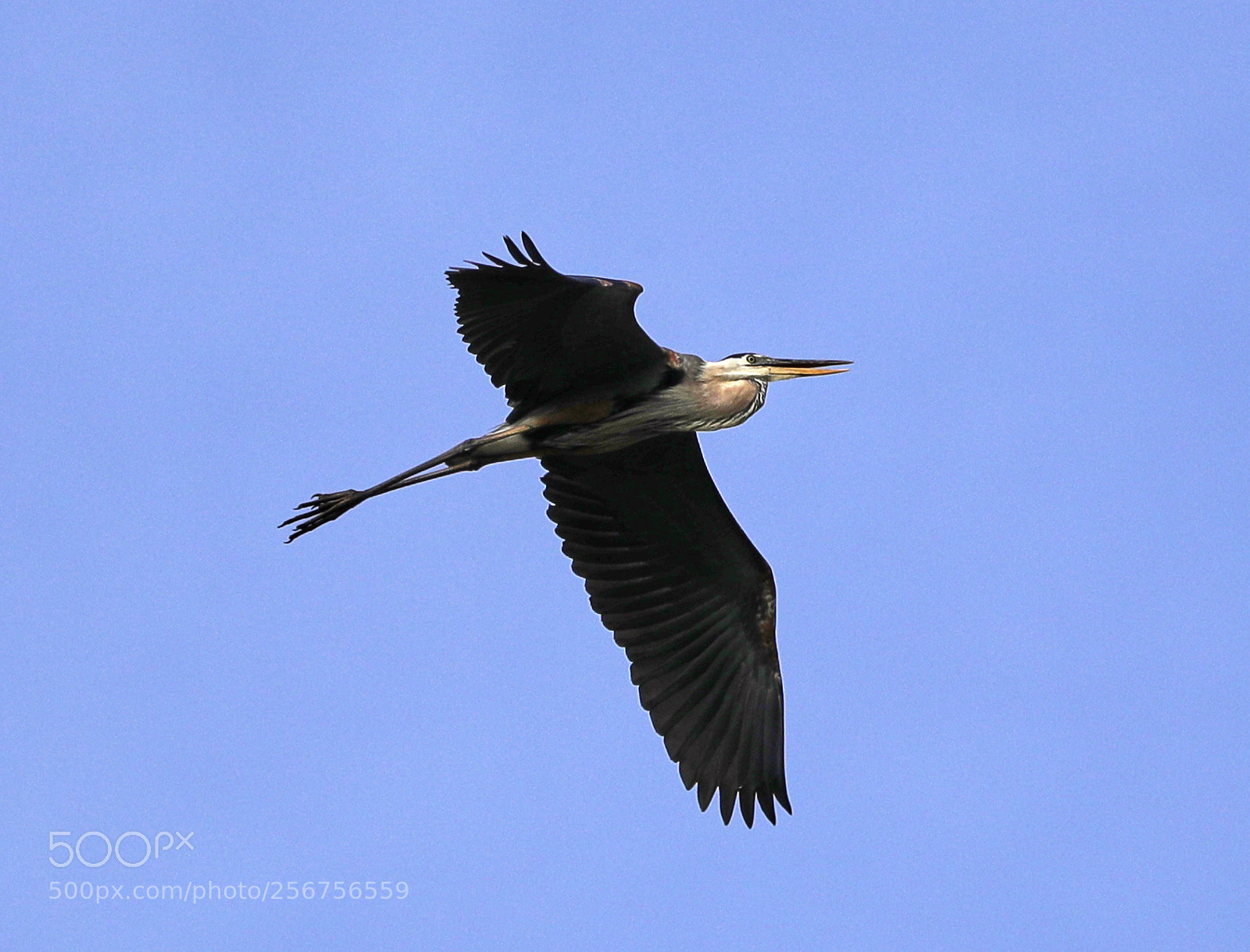 Canon EOS-1D X Mark II sample photo. 05-06-18-0016336.jpg photography