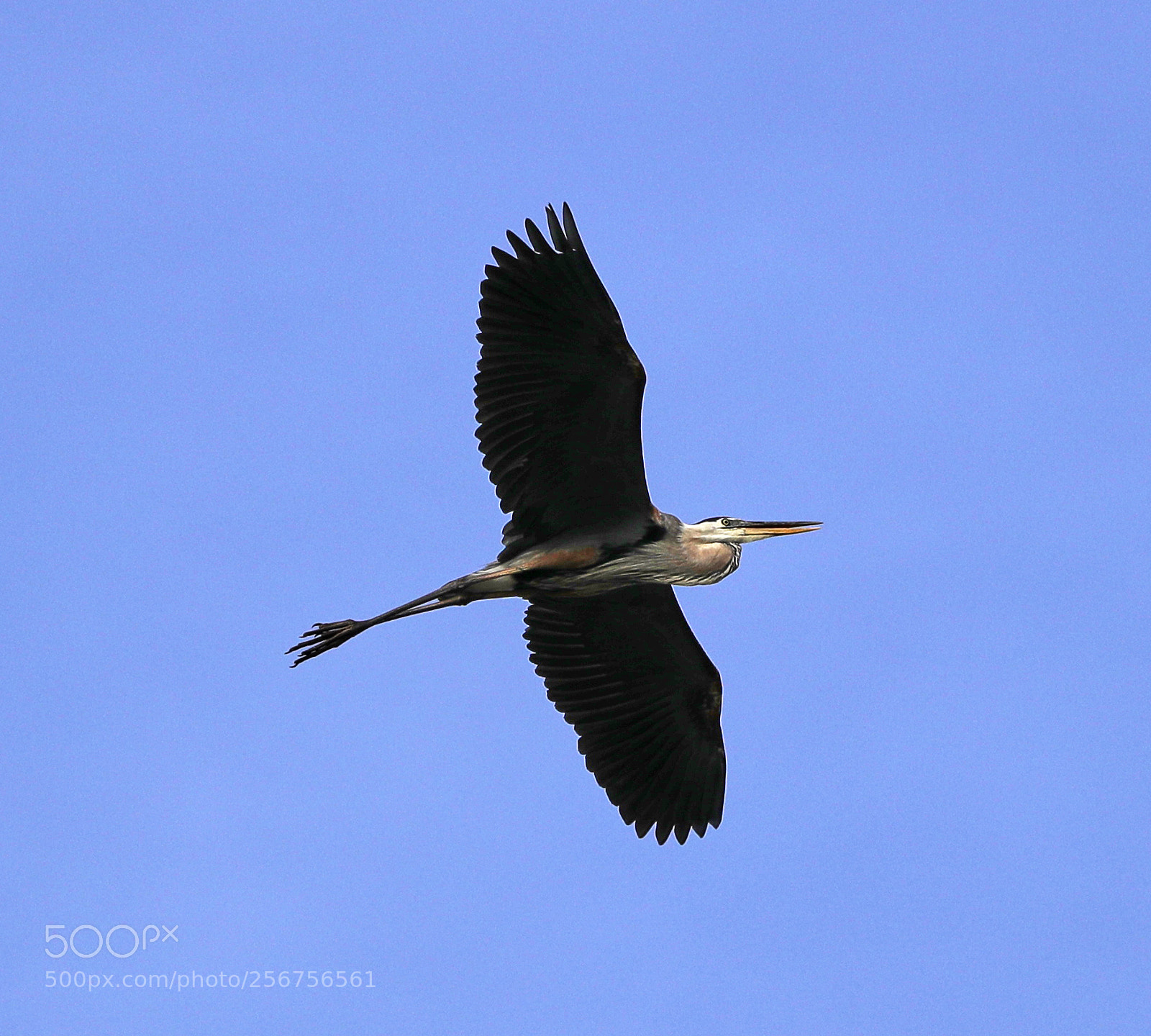 Canon EOS-1D X Mark II sample photo. 05-06-18-0016335.jpg photography