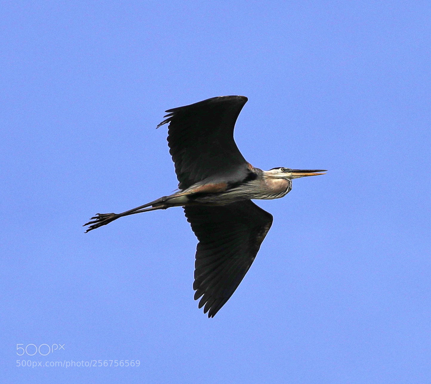 Canon EOS-1D X Mark II sample photo. 05-06-18-0016334.jpg photography