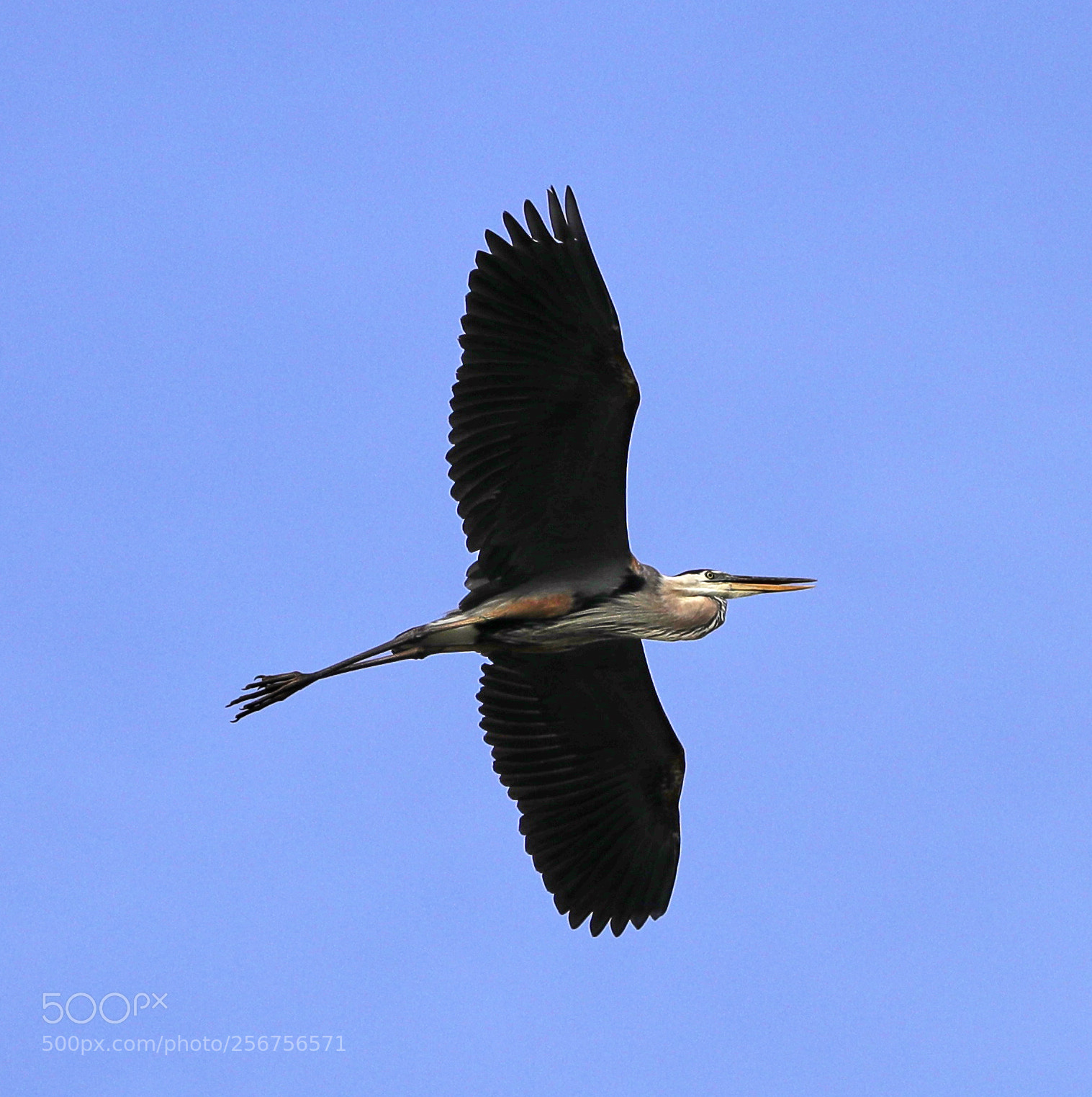 Canon EOS-1D X Mark II sample photo. 05-06-18-0016333.jpg photography