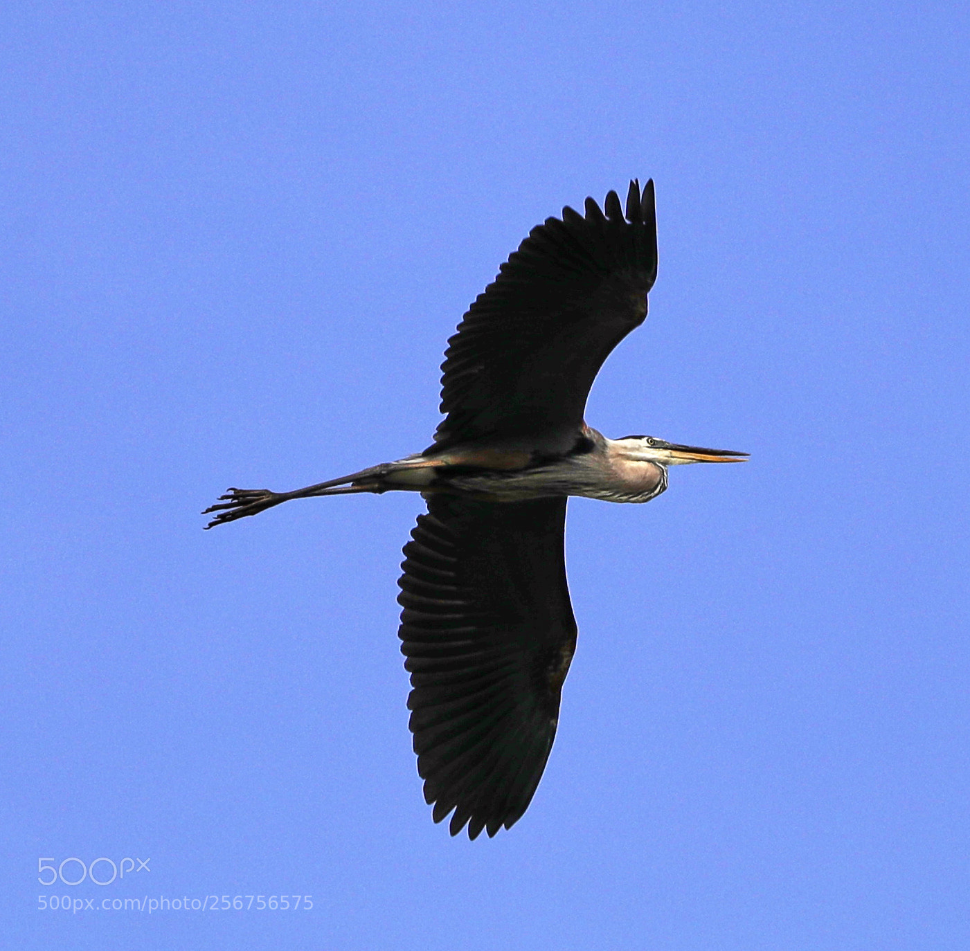 Canon EOS-1D X Mark II sample photo. 05-06-18-0016332.jpg photography
