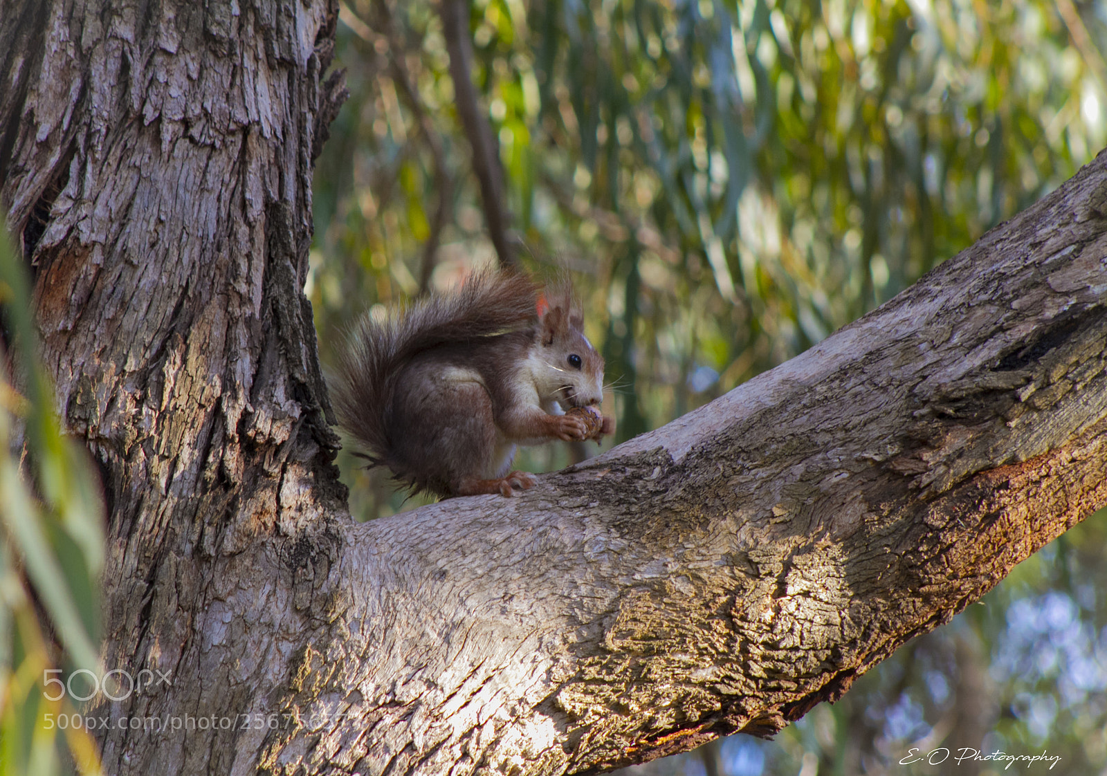 Canon EOS 7D sample photo. The squirrel photography