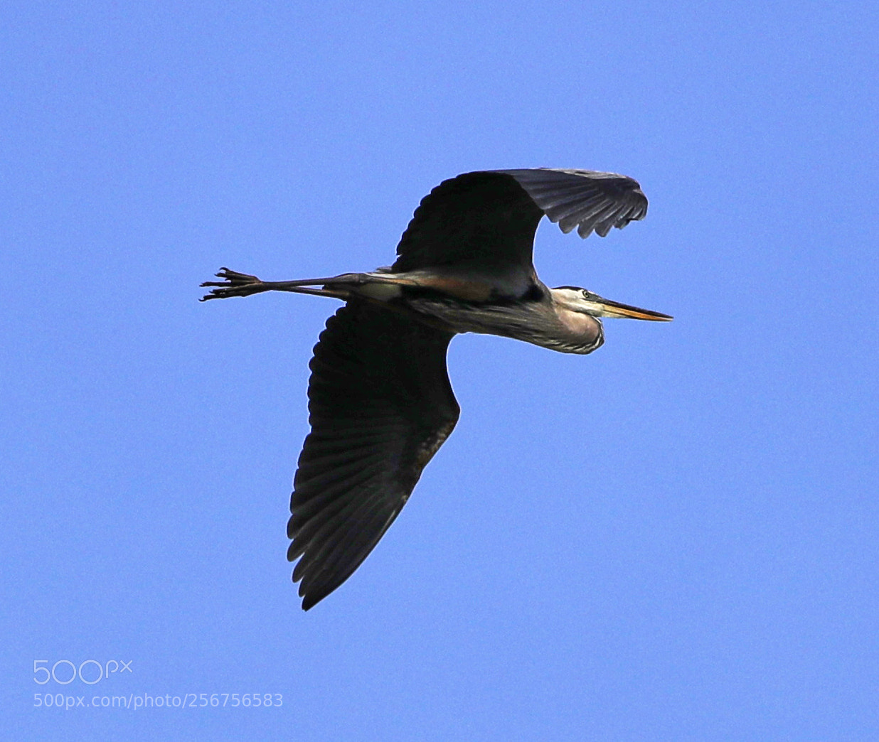 Canon EOS-1D X Mark II sample photo. 05-06-18-0016329.jpg photography