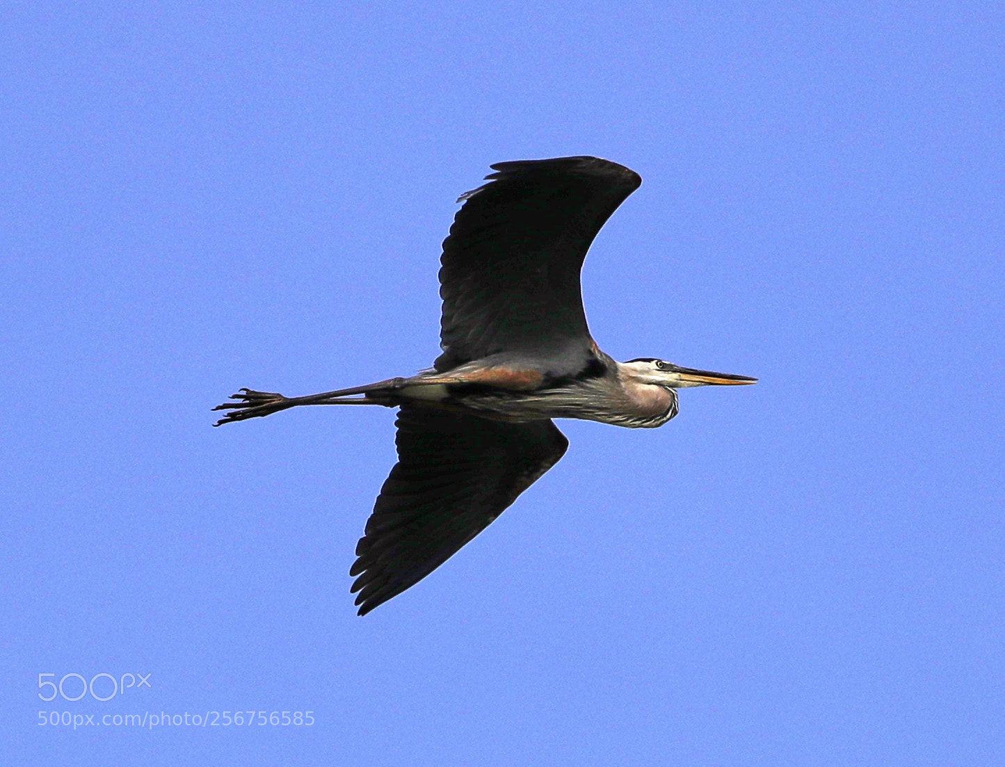 Canon EOS-1D X Mark II sample photo. 05-06-18-0016331.jpg photography