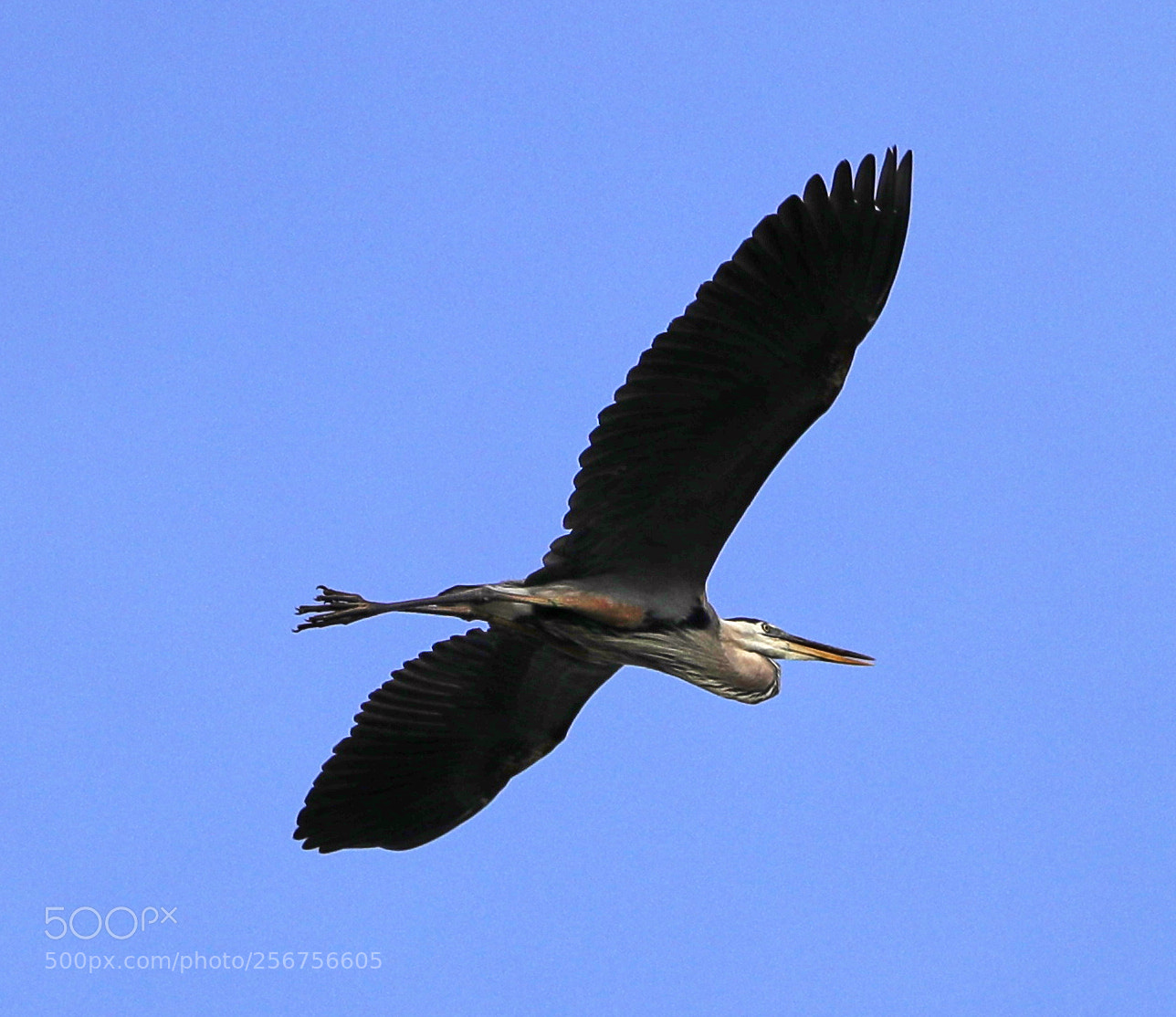 Canon EOS-1D X Mark II sample photo. 05-06-18-0016328.jpg photography
