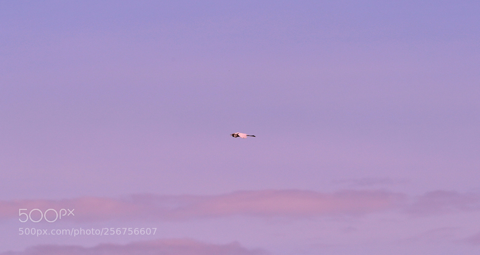 Canon EOS-1D X Mark II sample photo. 05-06-18-0016327.jpg photography