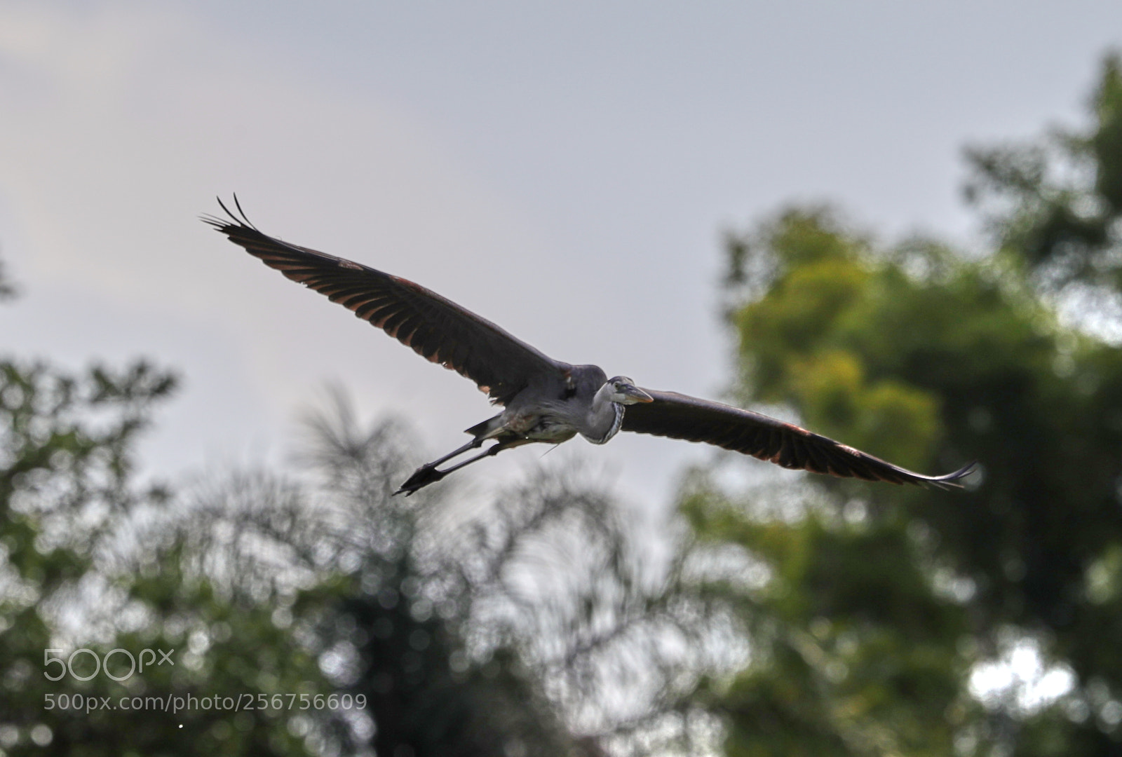Canon EOS-1D X Mark II sample photo. 05-06-18-0016326.jpg photography