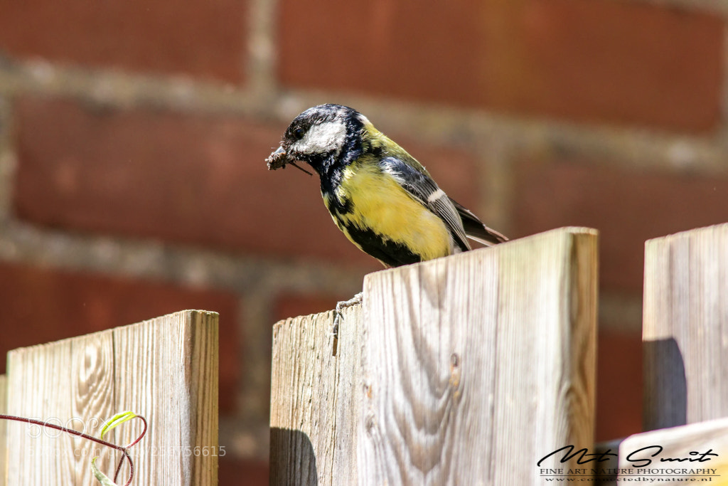 Canon EOS 80D sample photo. Great tit photography