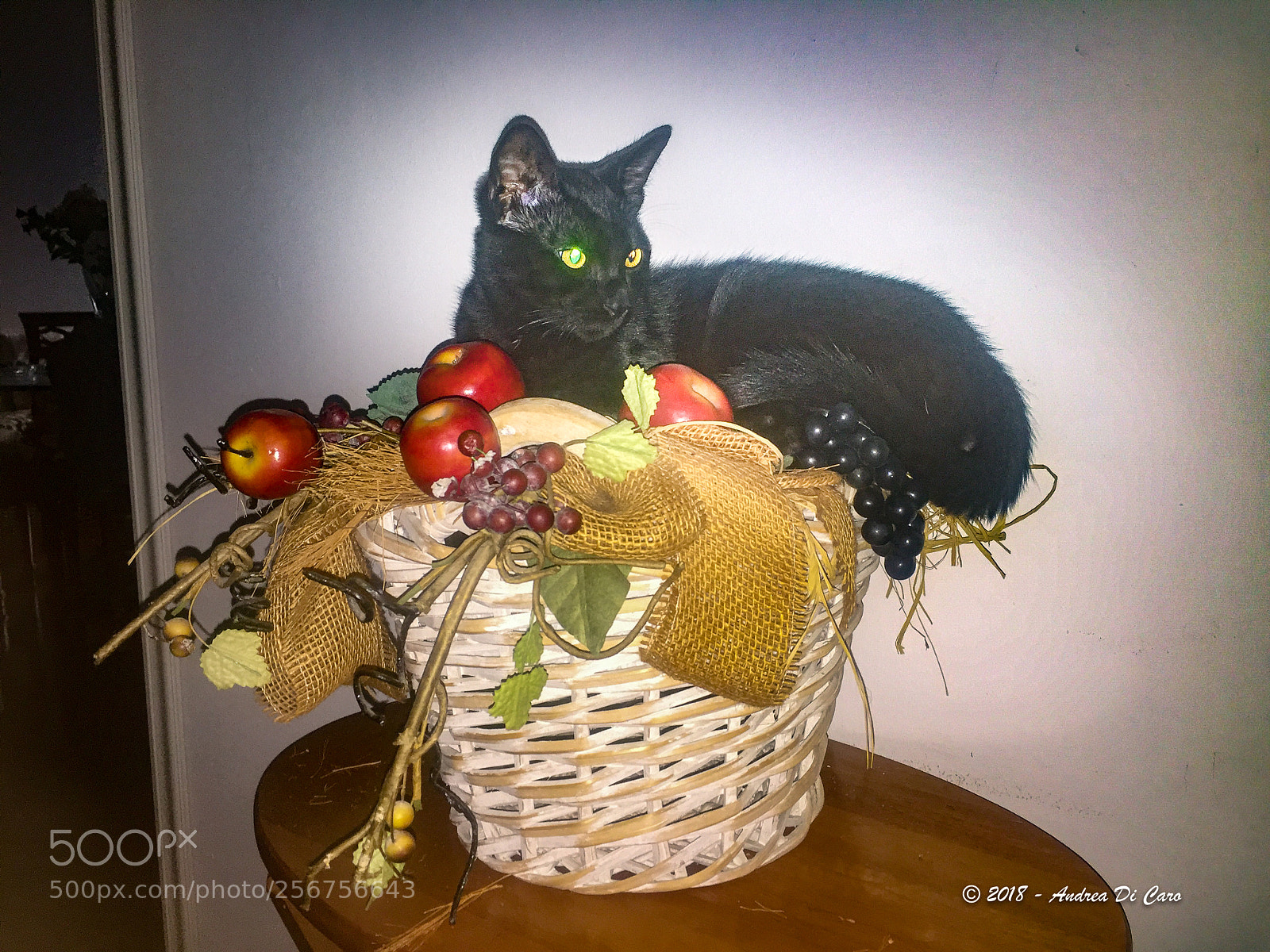 Apple iPhone 6 sample photo. Joy - the last photography