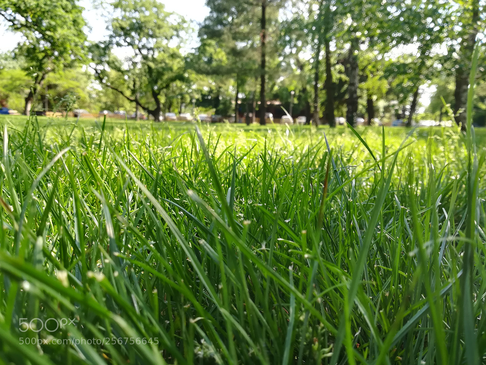 HUAWEI PRA-LX1 sample photo. Relaxing view photography