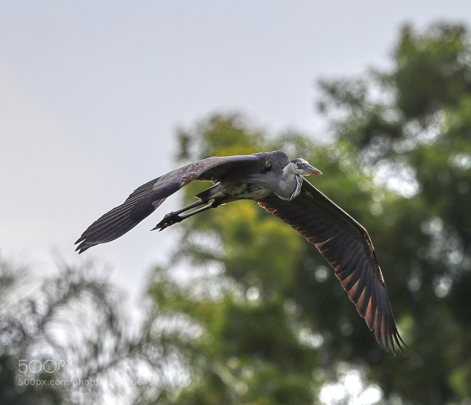 Canon EOS-1D X Mark II sample photo. 05-06-18-0016325.jpg photography