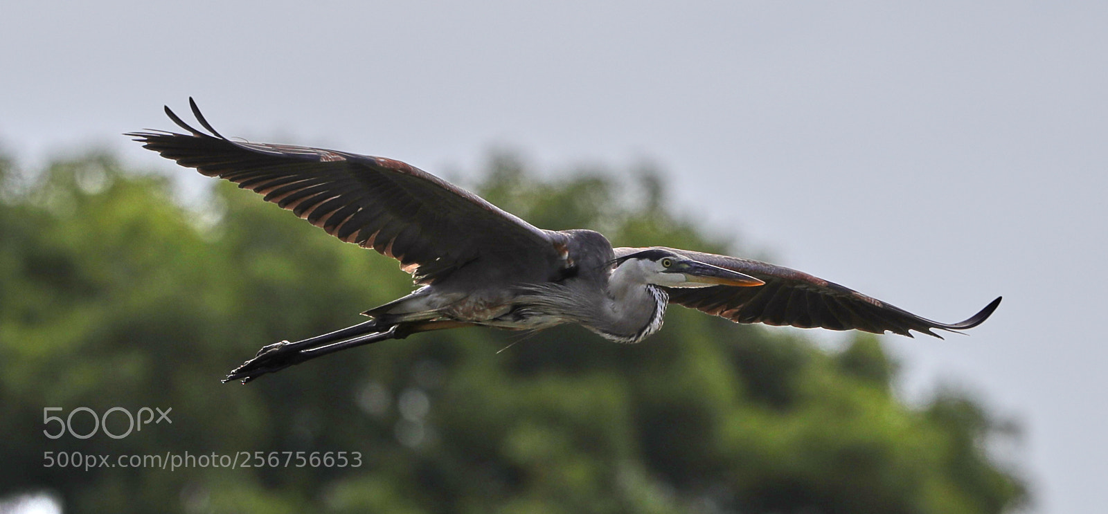 Canon EOS-1D X Mark II sample photo. 05-06-18-0016324.jpg photography