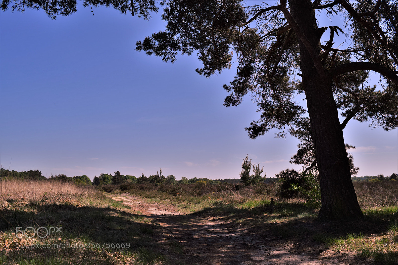 Nikon D3300 sample photo. Endless spring photography