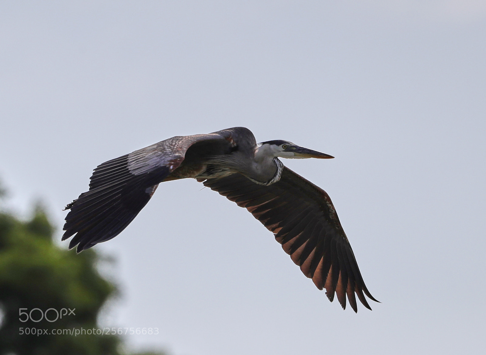 Canon EOS-1D X Mark II sample photo. 05-06-18-0016323.jpg photography
