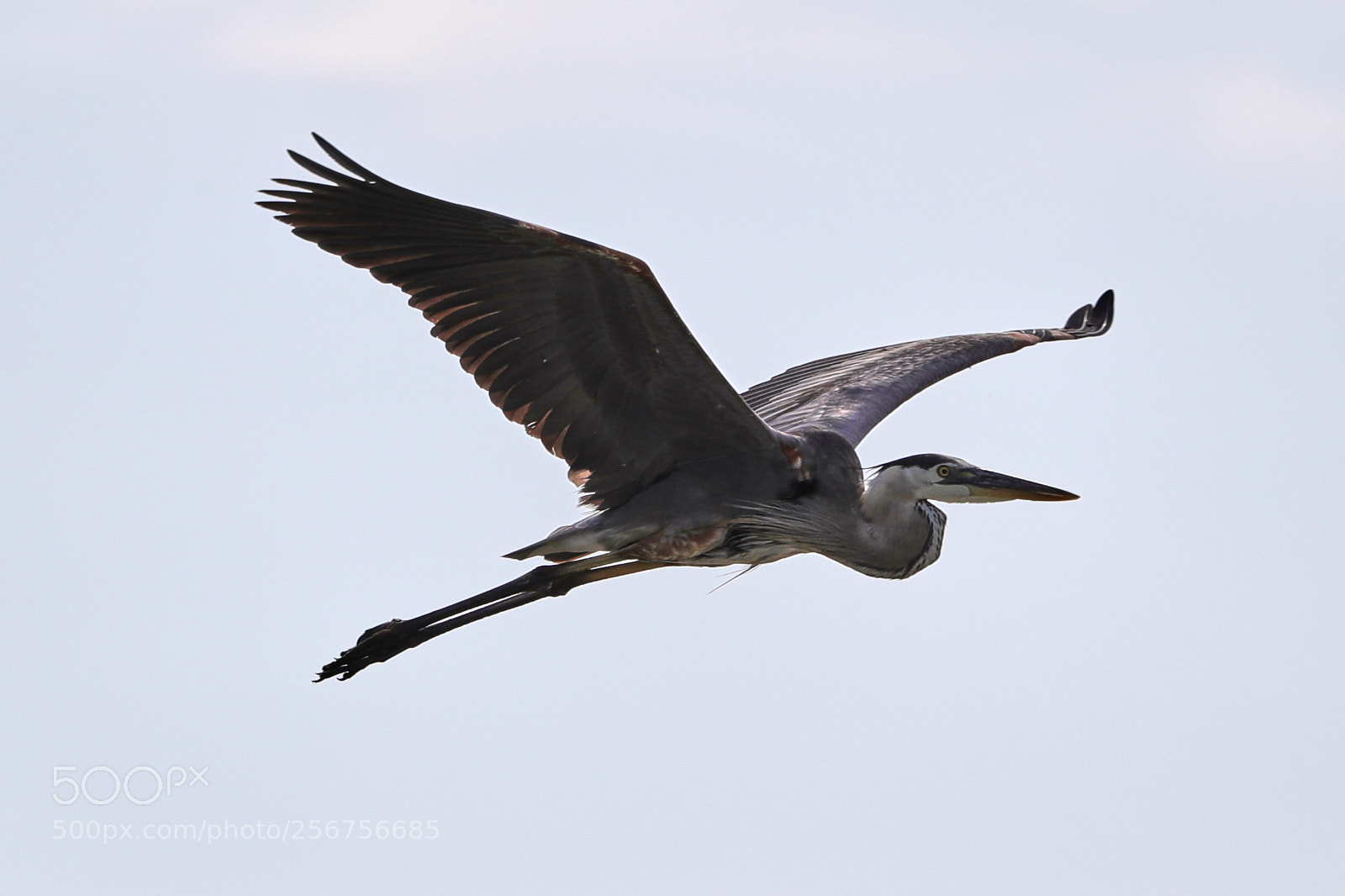 Canon EOS-1D X Mark II sample photo. 05-06-18-0016322.jpg photography