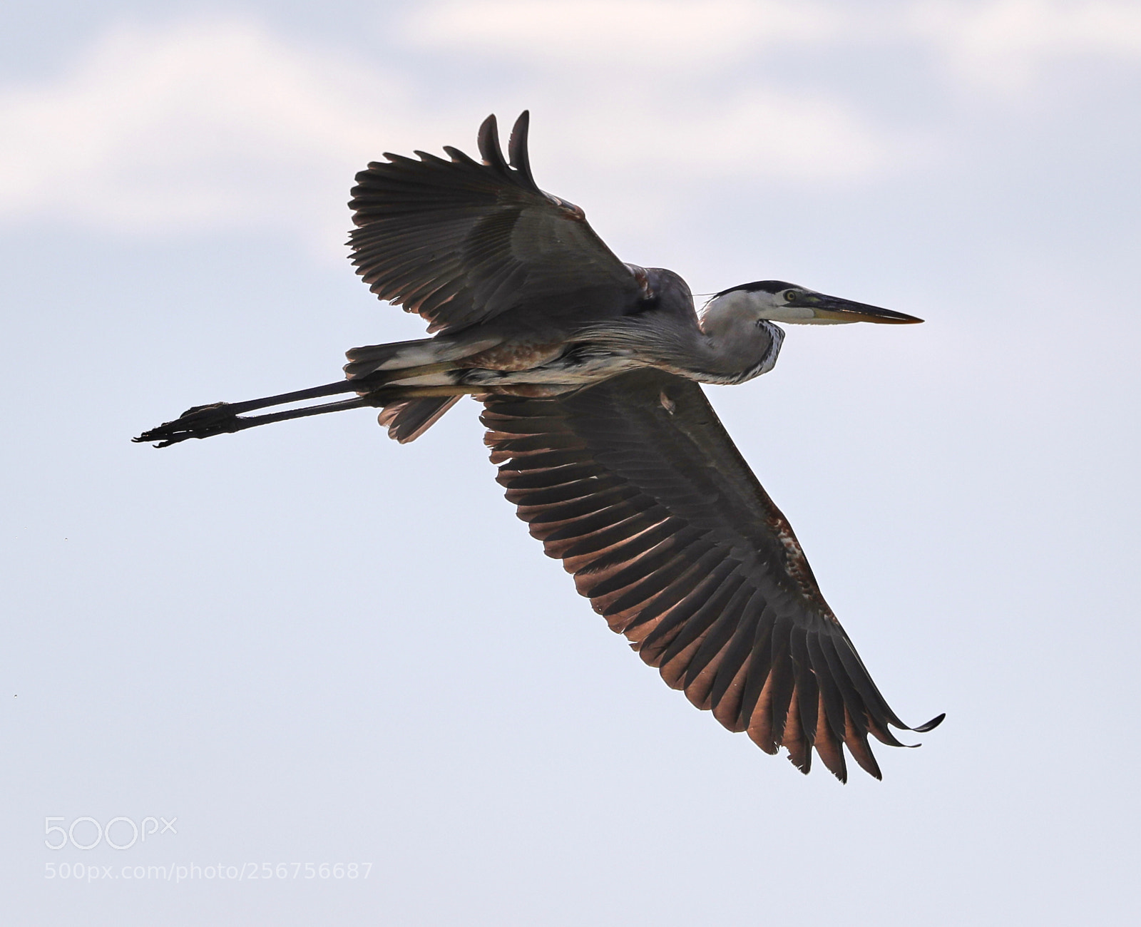 Canon EOS-1D X Mark II sample photo. 05-06-18-0016321.jpg photography
