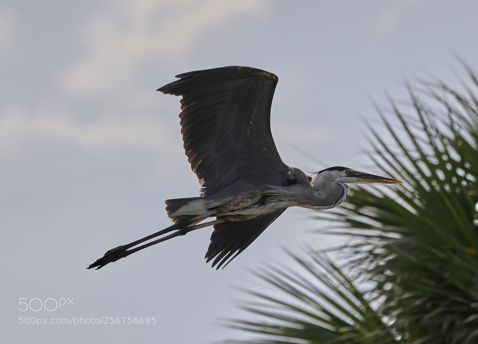 Canon EOS-1D X Mark II sample photo. 05-06-18-0016320.jpg photography